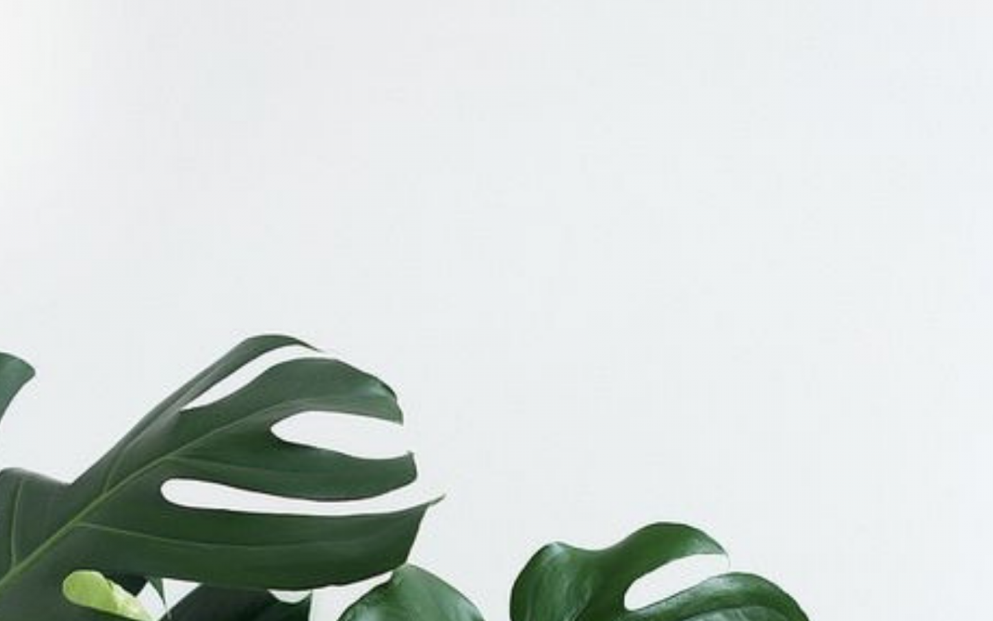 Aesthetic Minimalist Plant Desktop Wallpapers