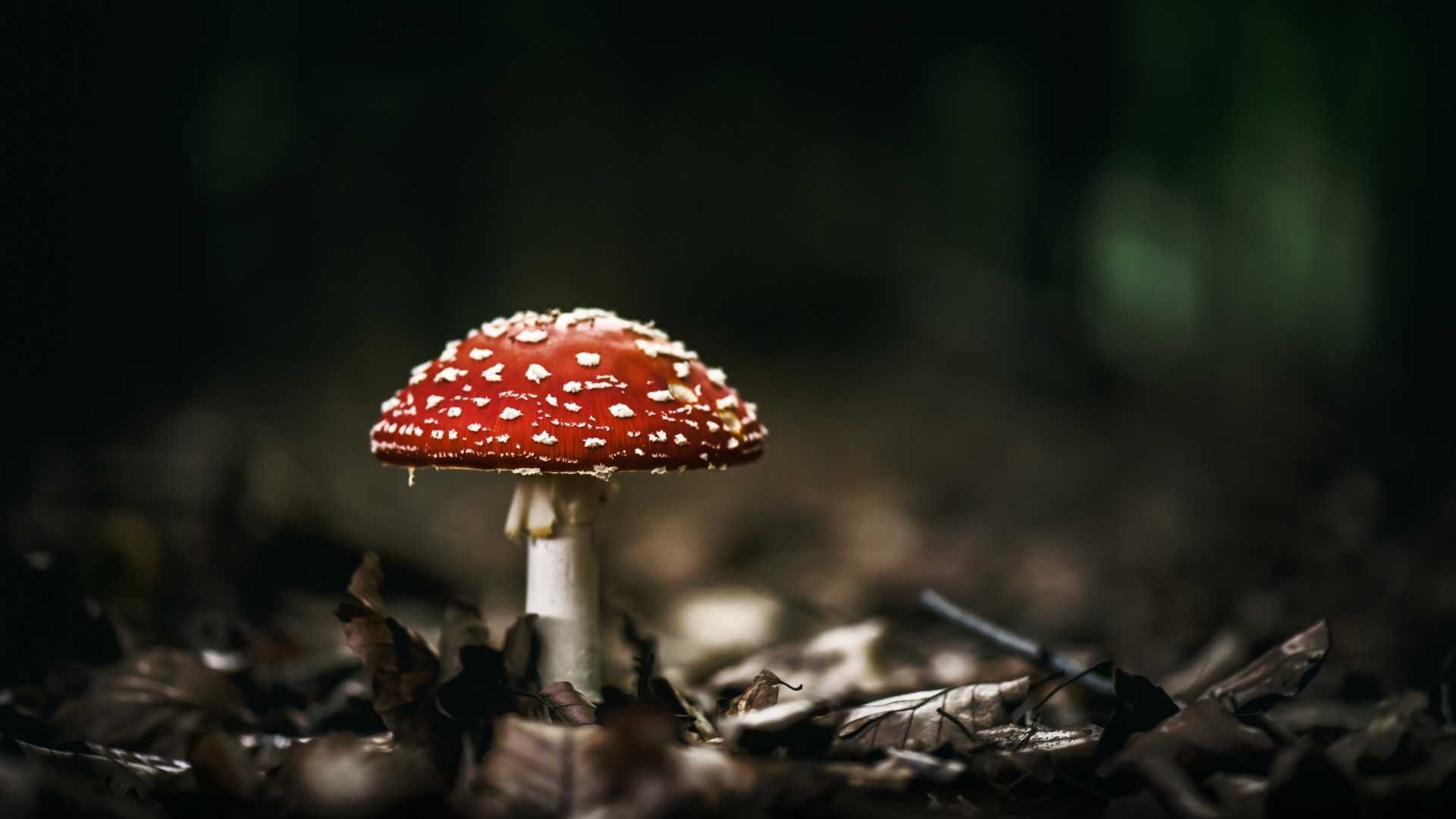 Aesthetic Mushroom Wallpapers