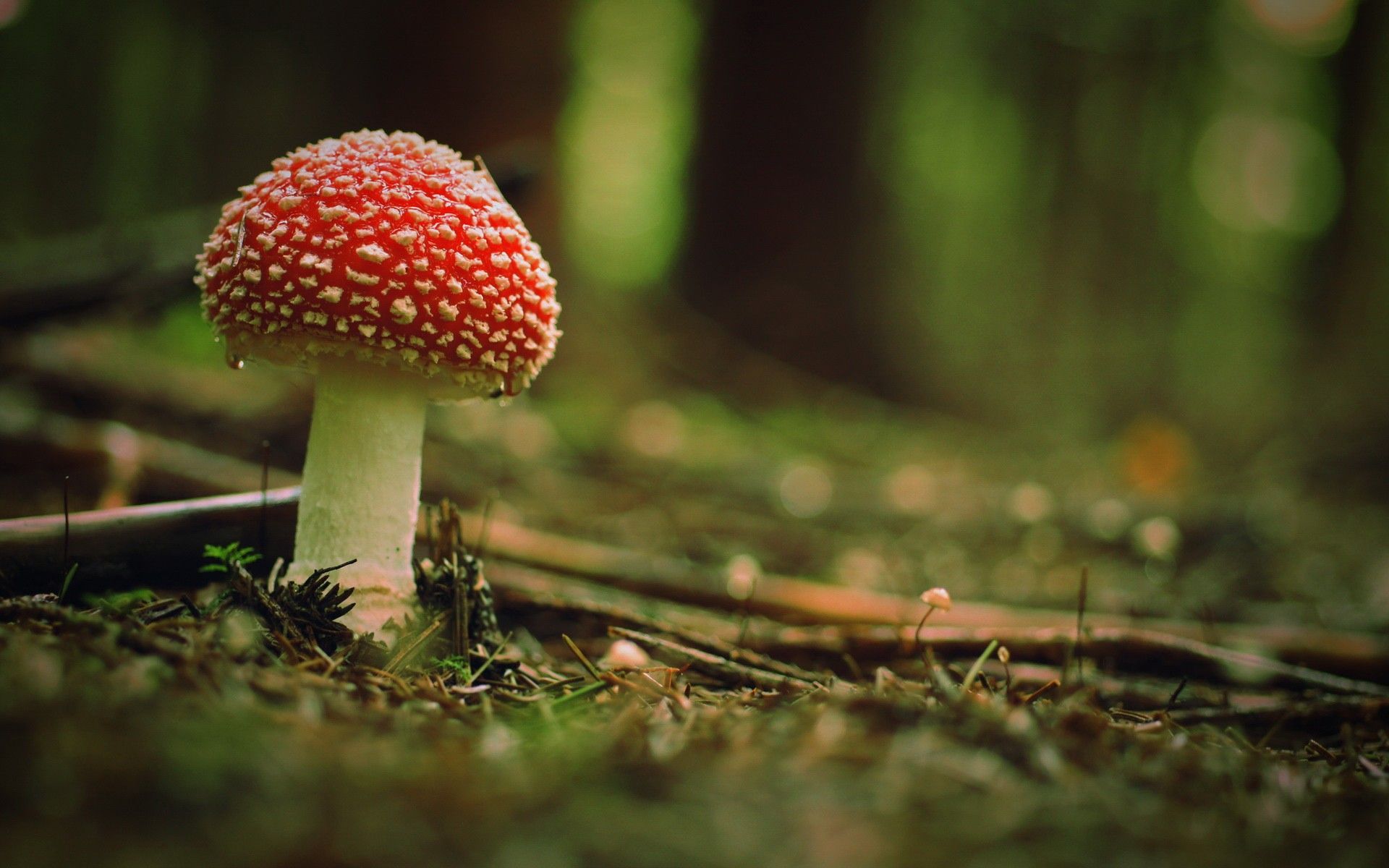 Aesthetic Mushroom Wallpapers