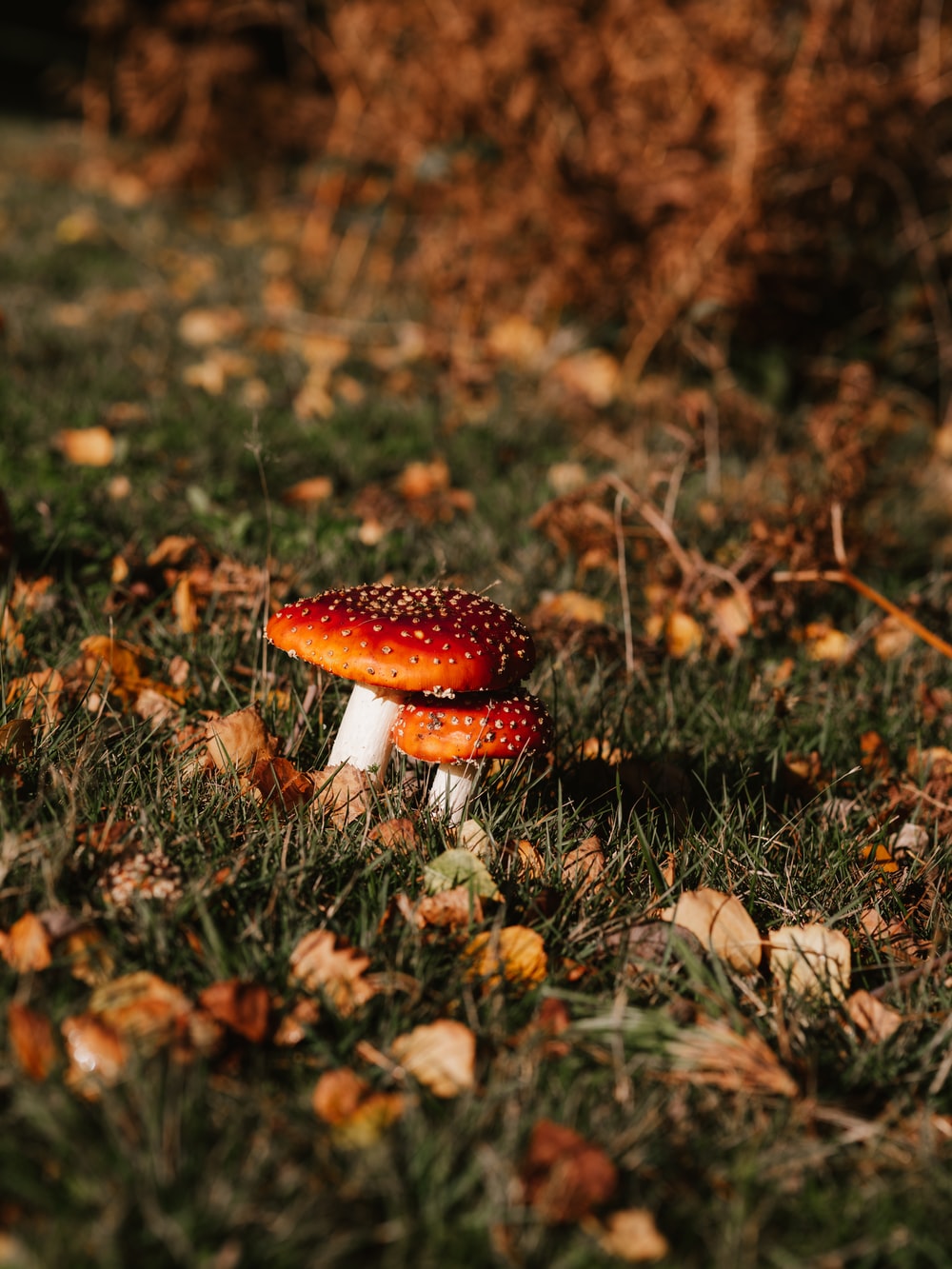 Aesthetic Mushroom Wallpapers