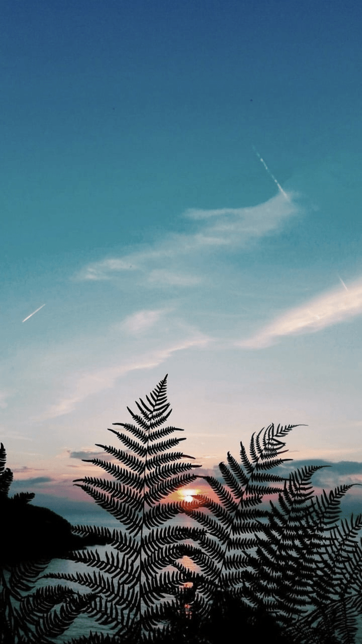 Aesthetic Nature Wallpapers