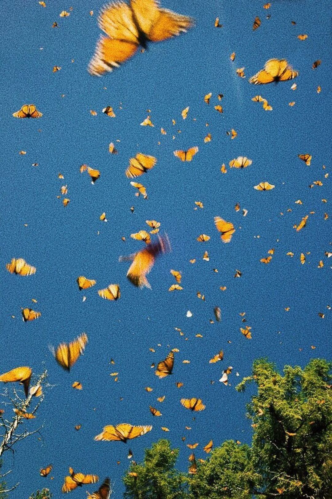 Aesthetic Orange Butterfly Wallpapers