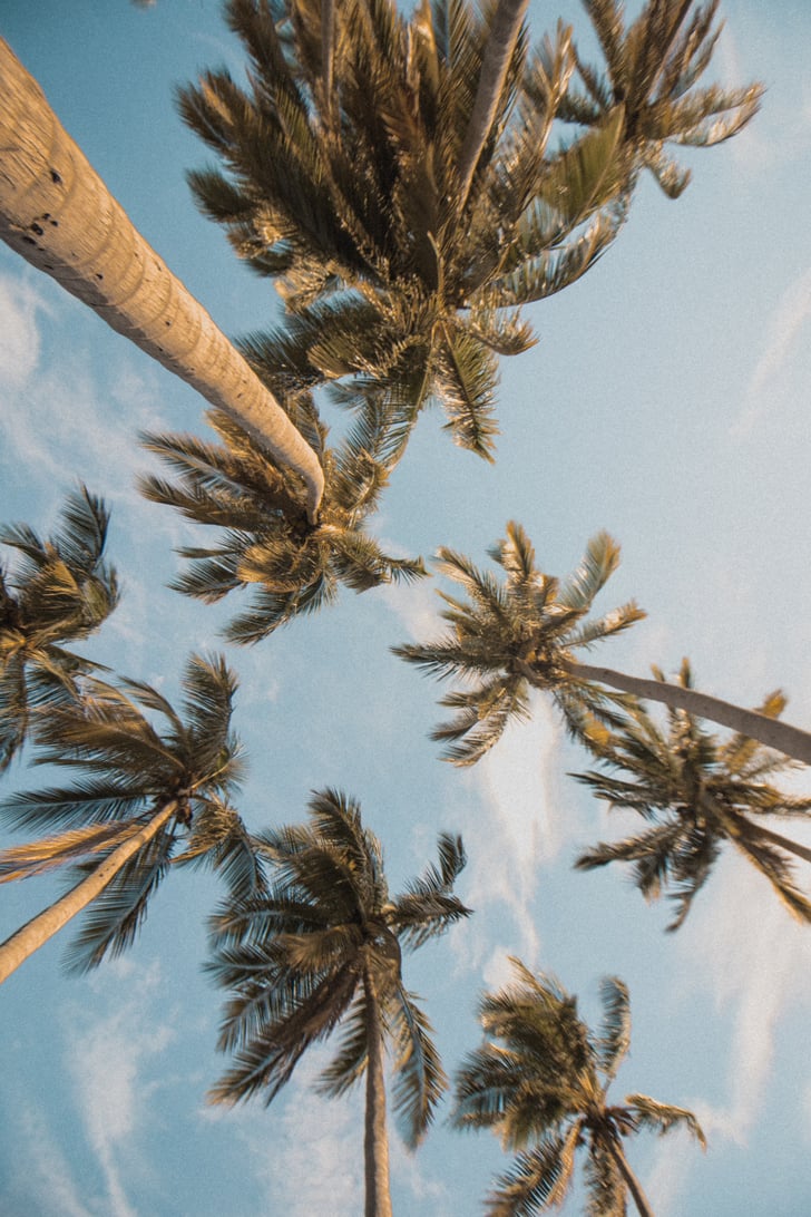 Aesthetic Palm Tree Phone Wallpapers