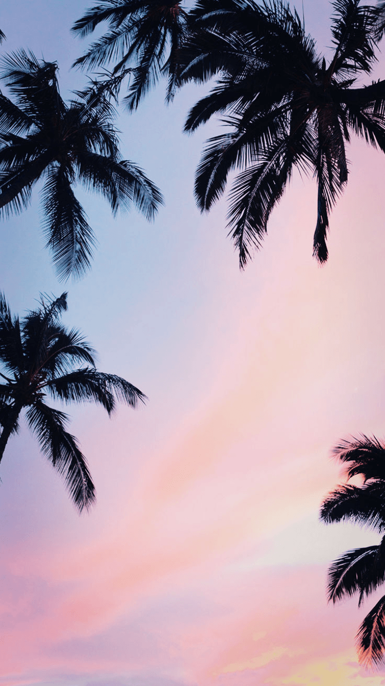 Aesthetic Palm Tree Phone Wallpapers