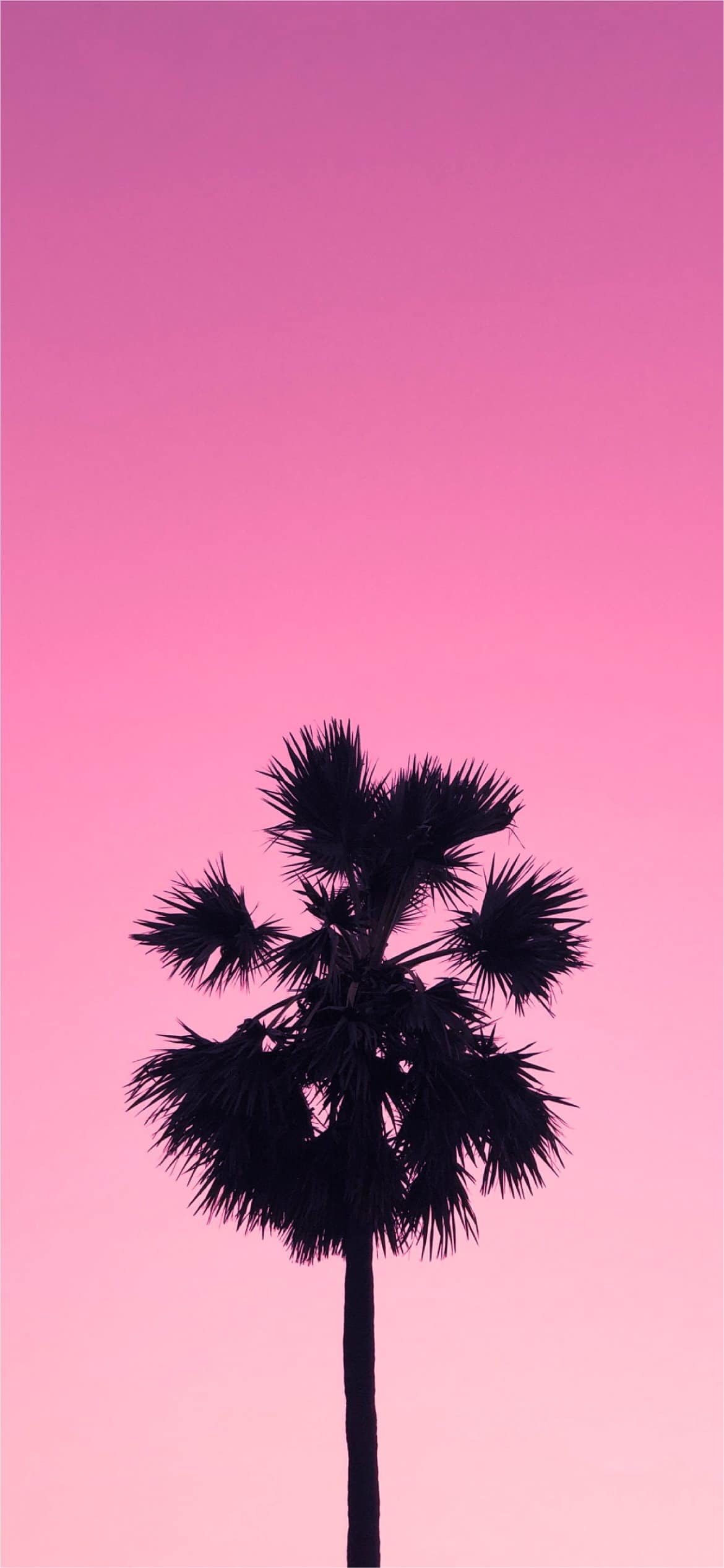 Aesthetic Palm Tree Phone Wallpapers