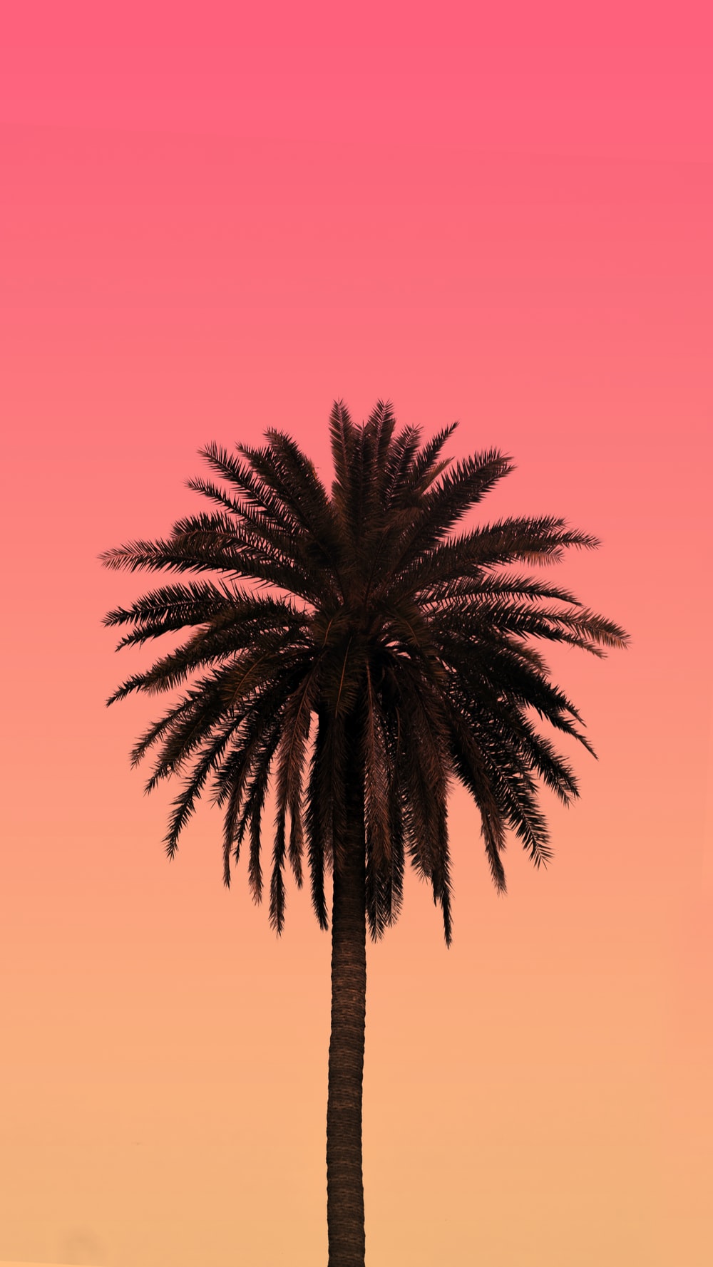 Aesthetic Palm Tree Phone Wallpapers