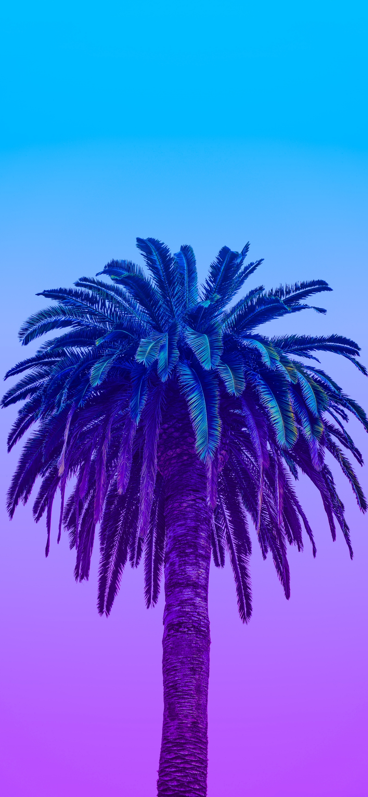 Aesthetic Palm Tree Phone Wallpapers