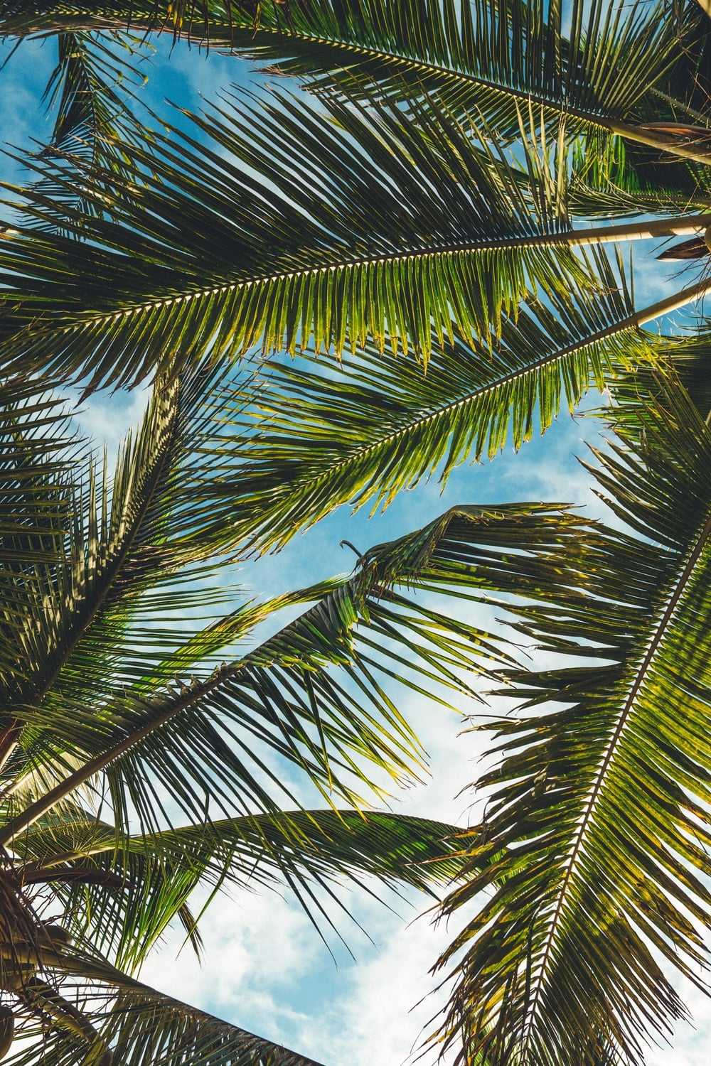 Aesthetic Palm Tree Phone Wallpapers