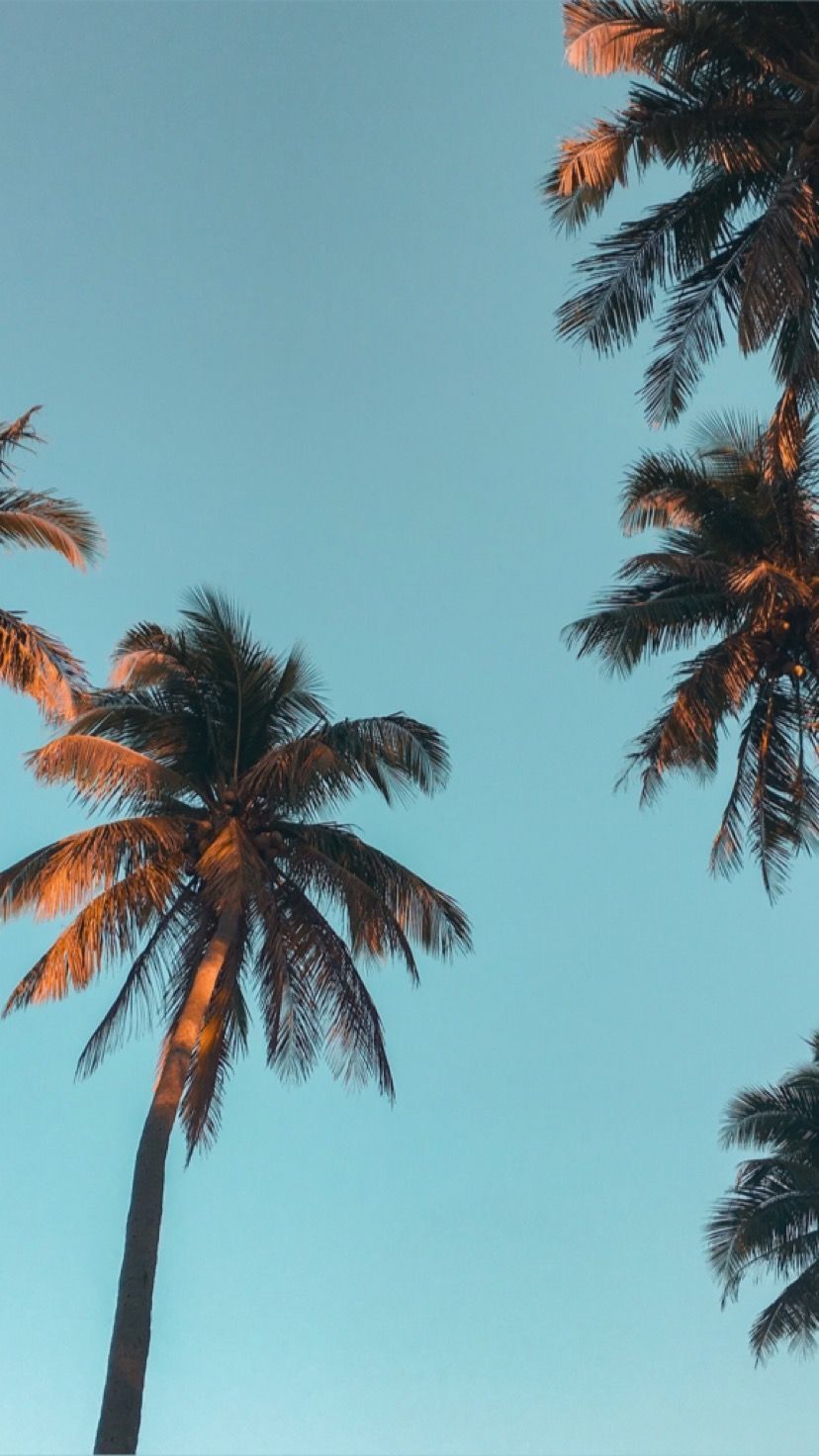 Aesthetic Palm Tree Wallpapers