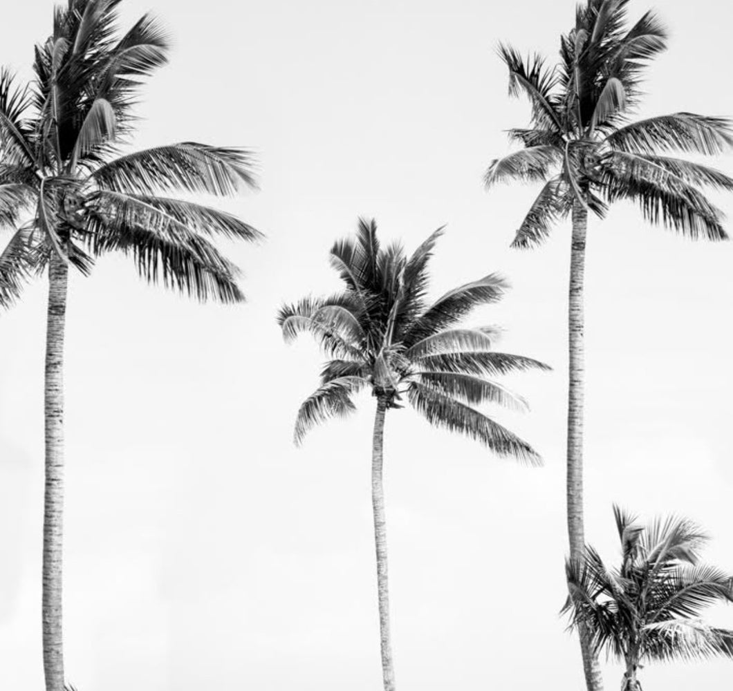 Aesthetic Palm Tree Wallpapers