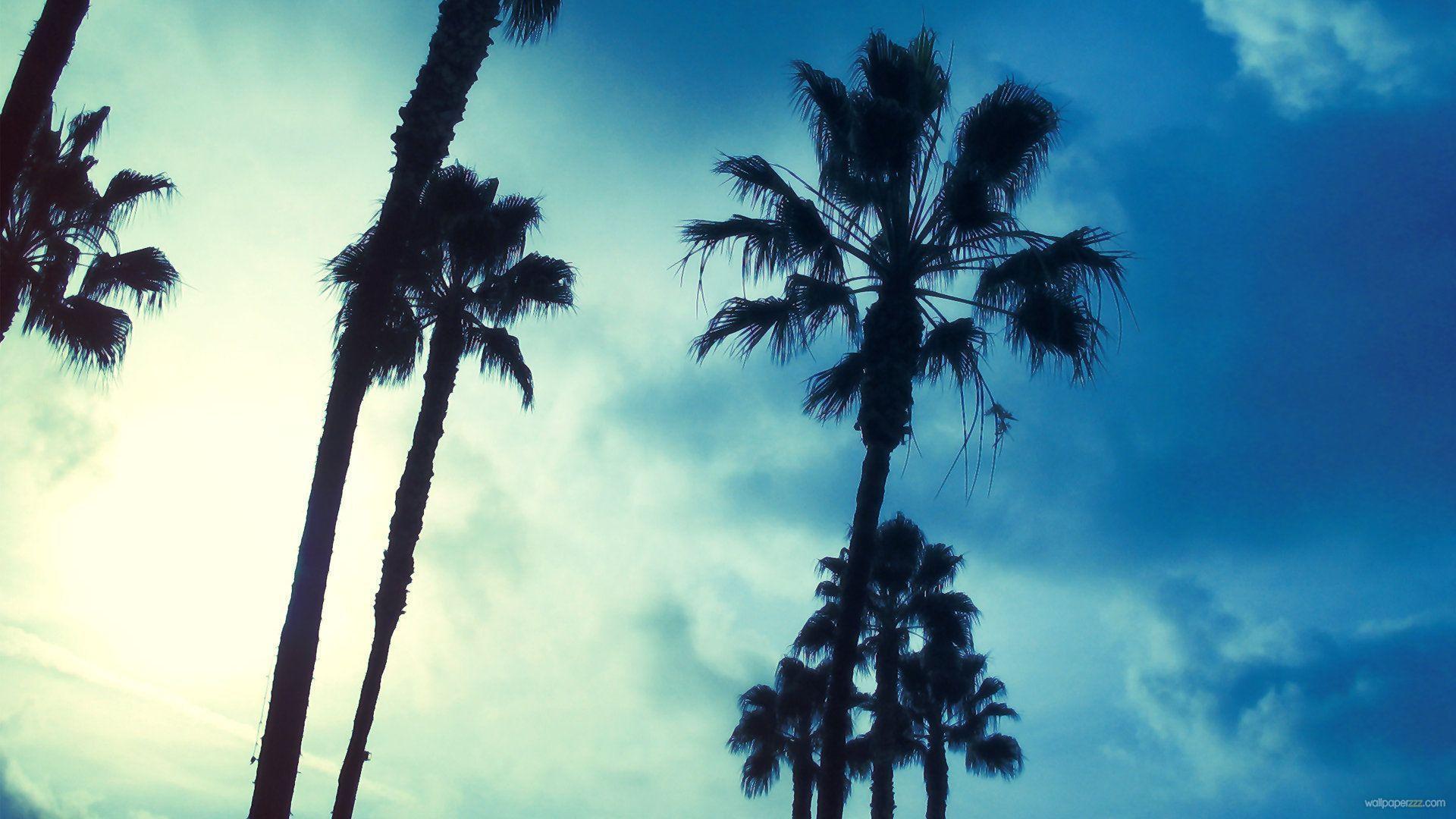 Aesthetic Palm Tree Wallpapers