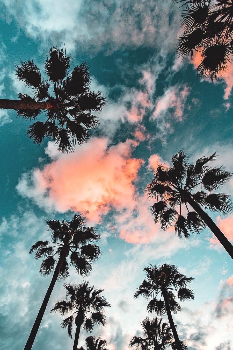 Aesthetic Palm Trees Wallpapers