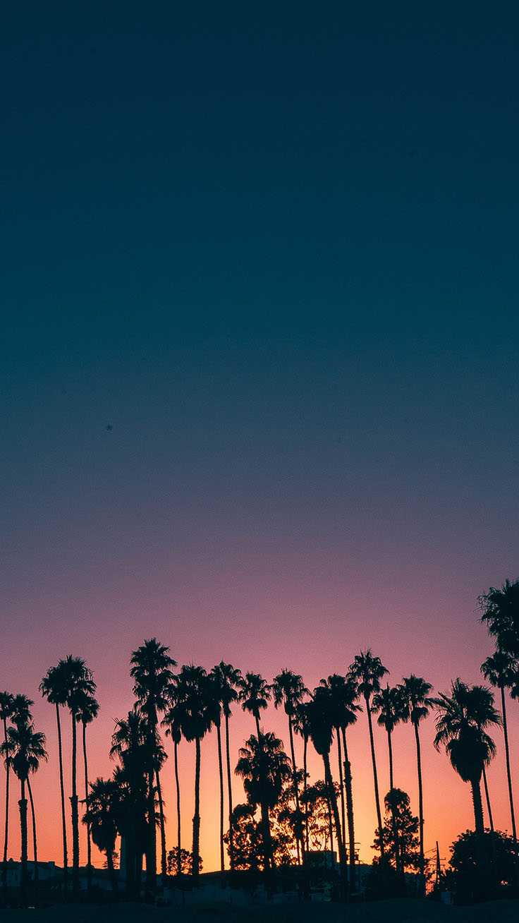 Aesthetic Palm Trees Wallpapers