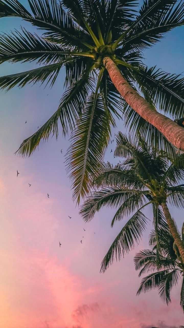 Aesthetic Palm Trees Wallpapers