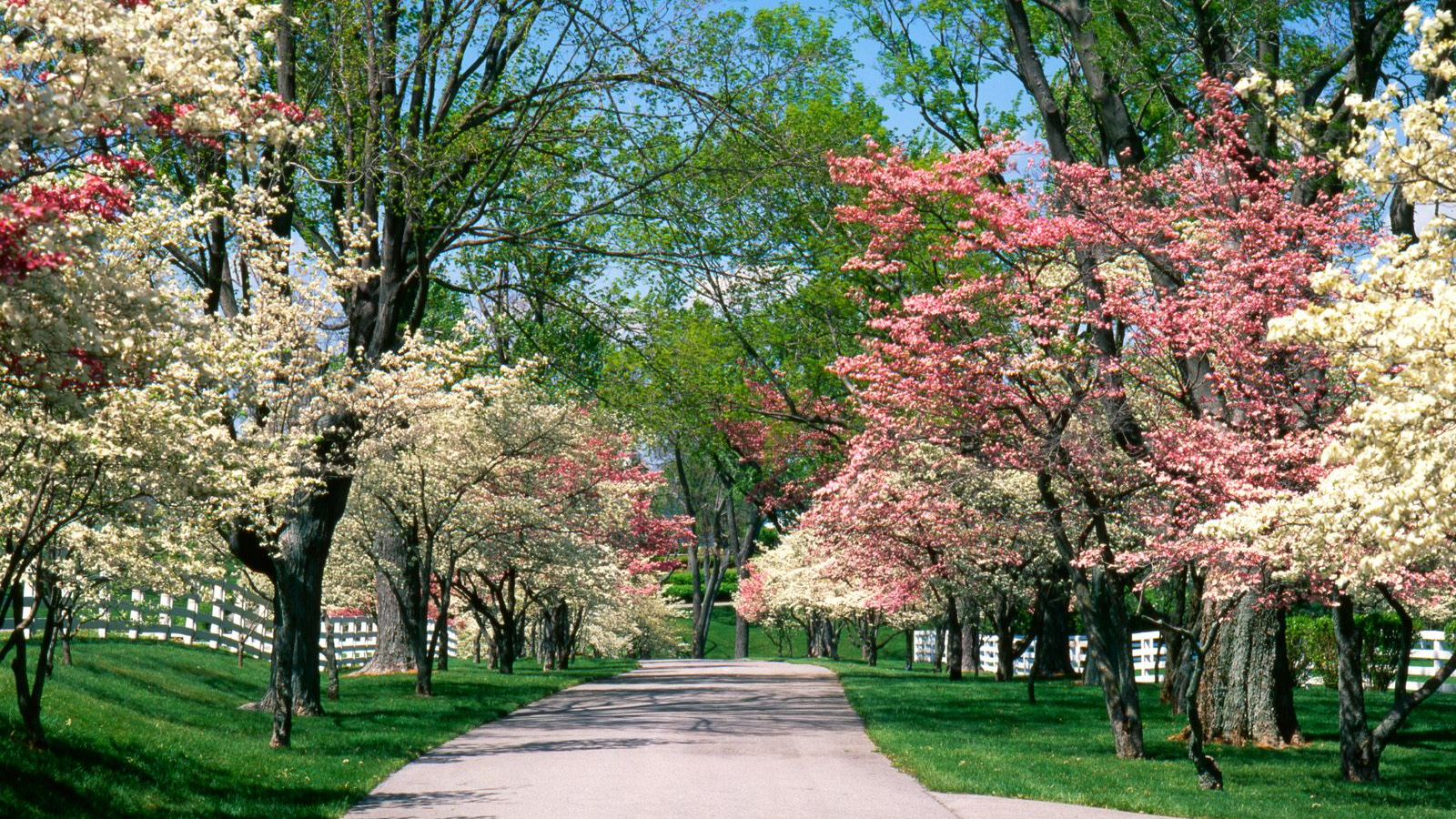 Aesthetic Park Background