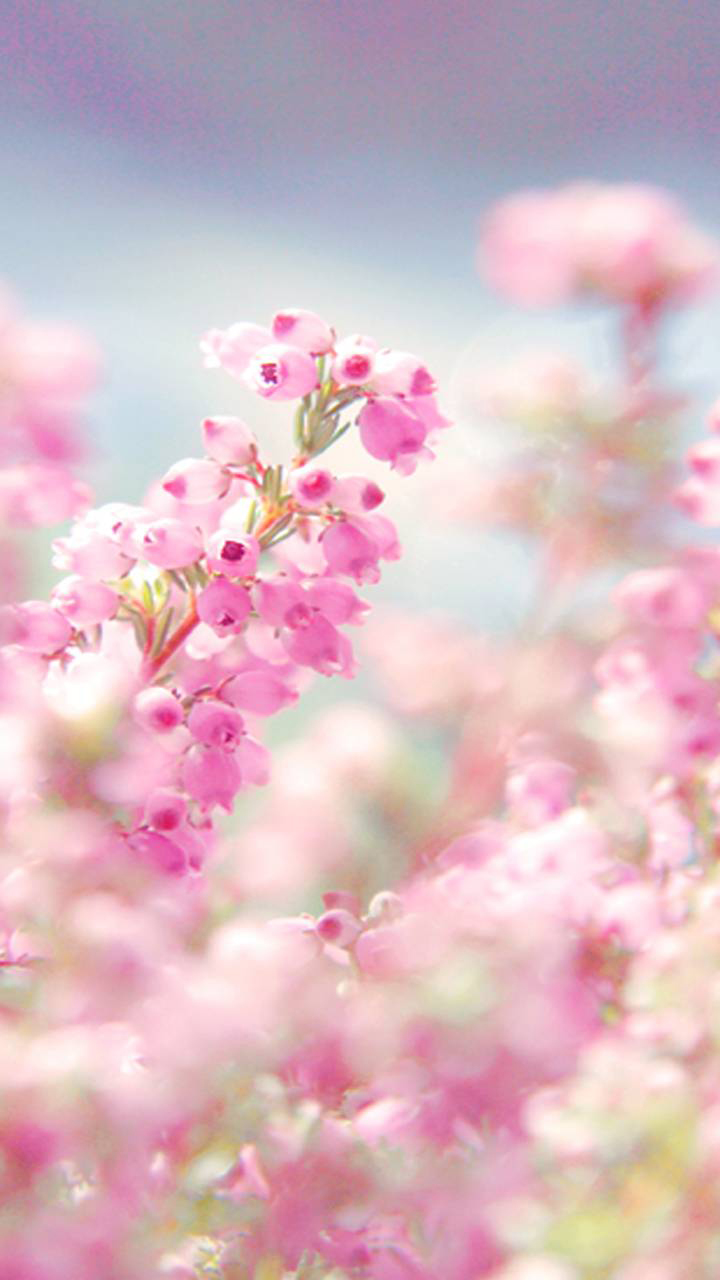 Aesthetic Pink Flower Wallpapers