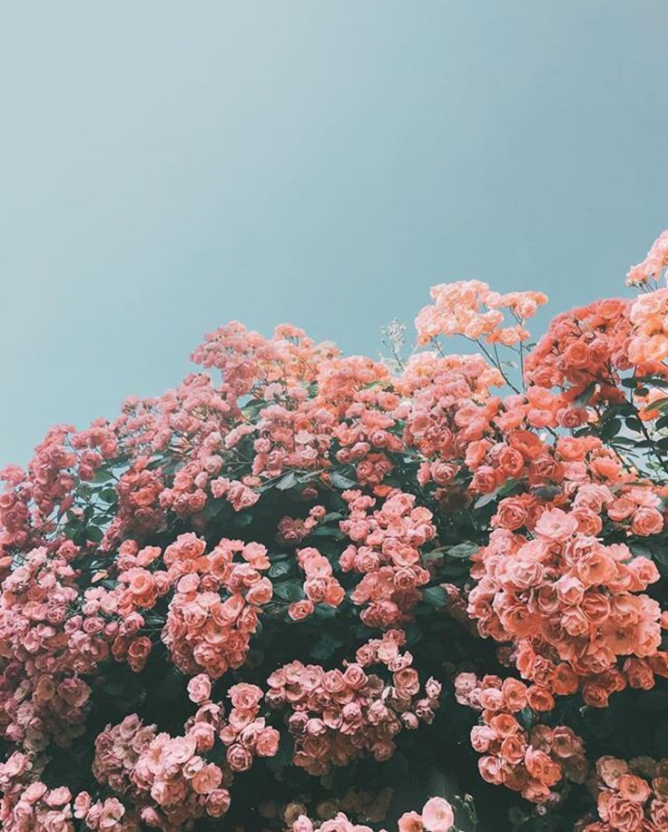 Aesthetic Pink Flower Wallpapers