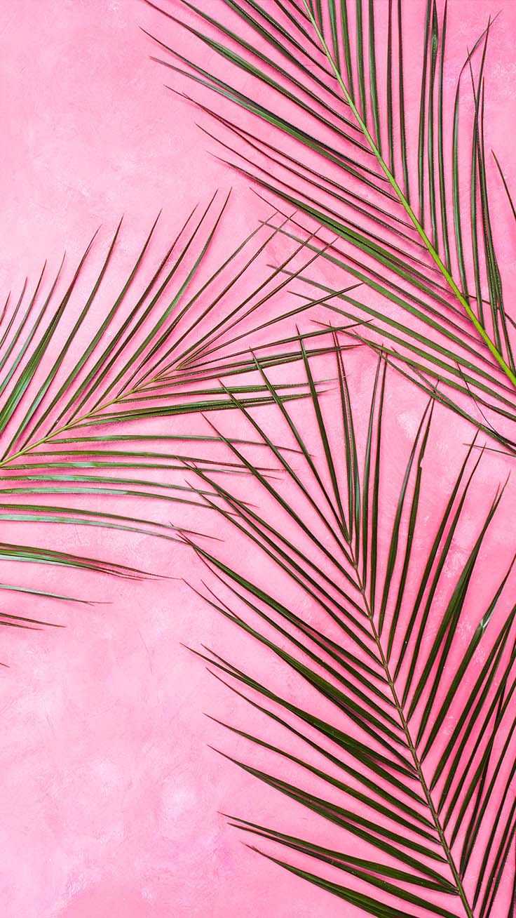 Aesthetic Pink Iphone Wallpapers