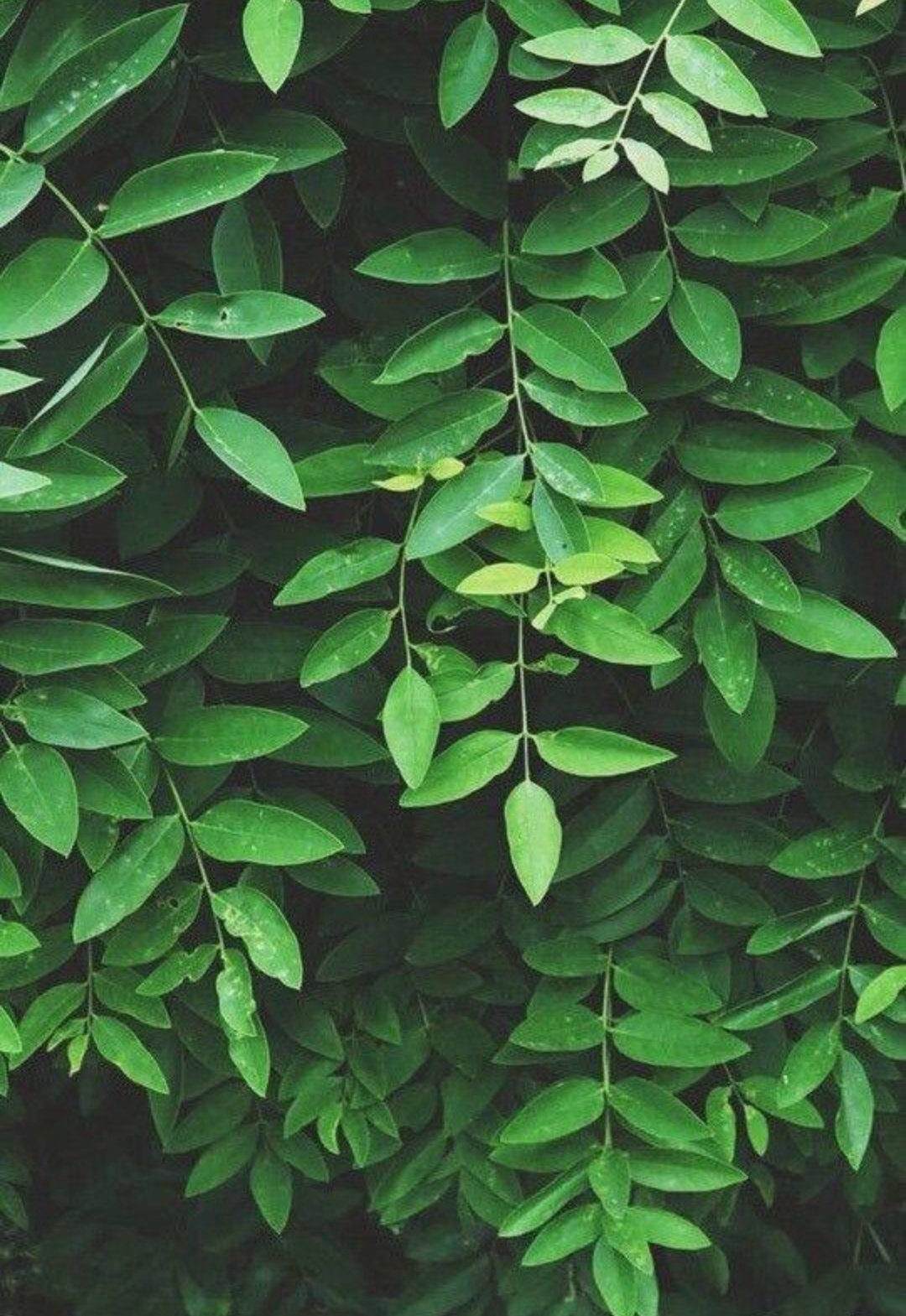 Aesthetic Plants Wallpapers