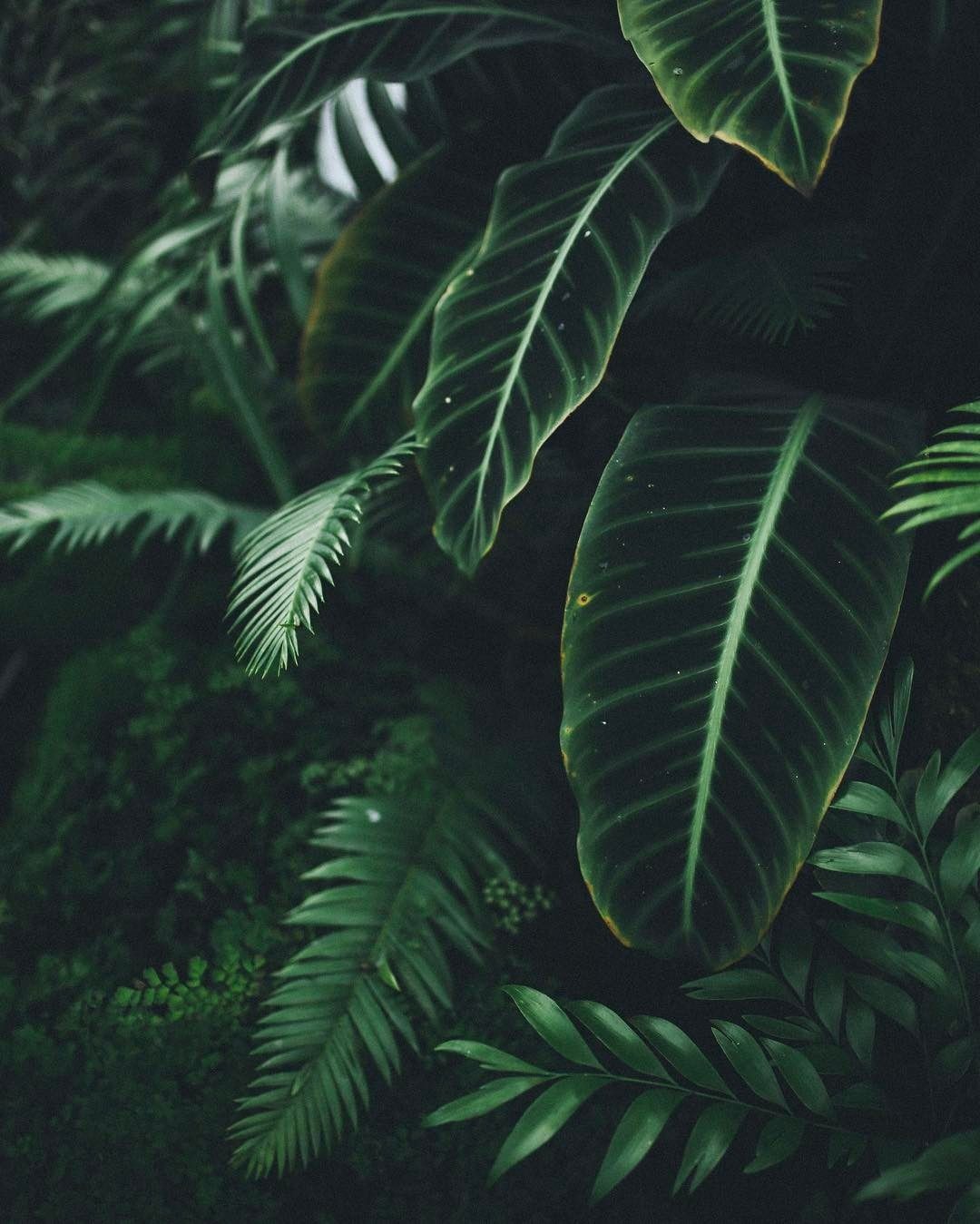 Aesthetic Plants Wallpapers