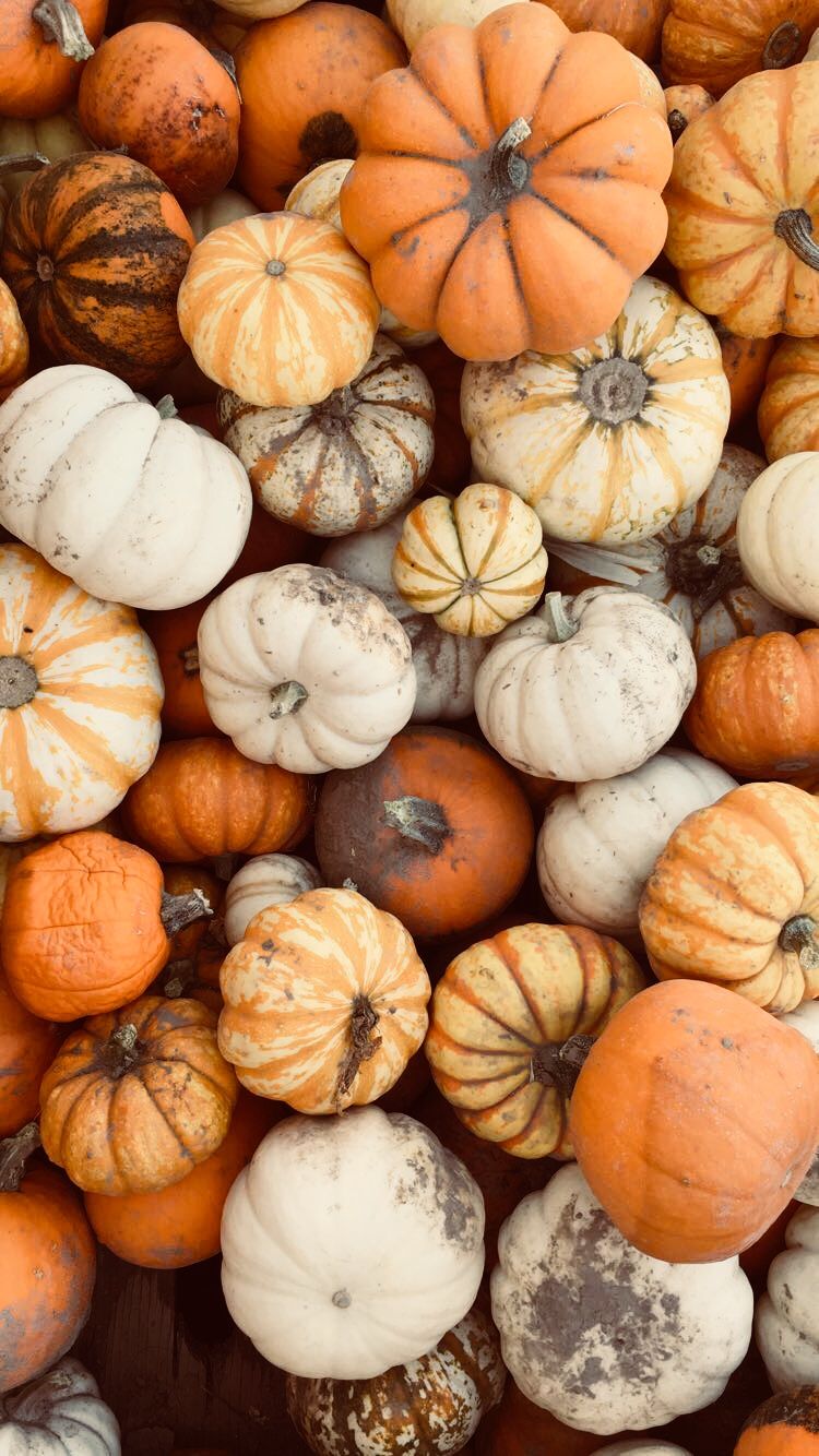 Aesthetic Pumpkin Wallpapers