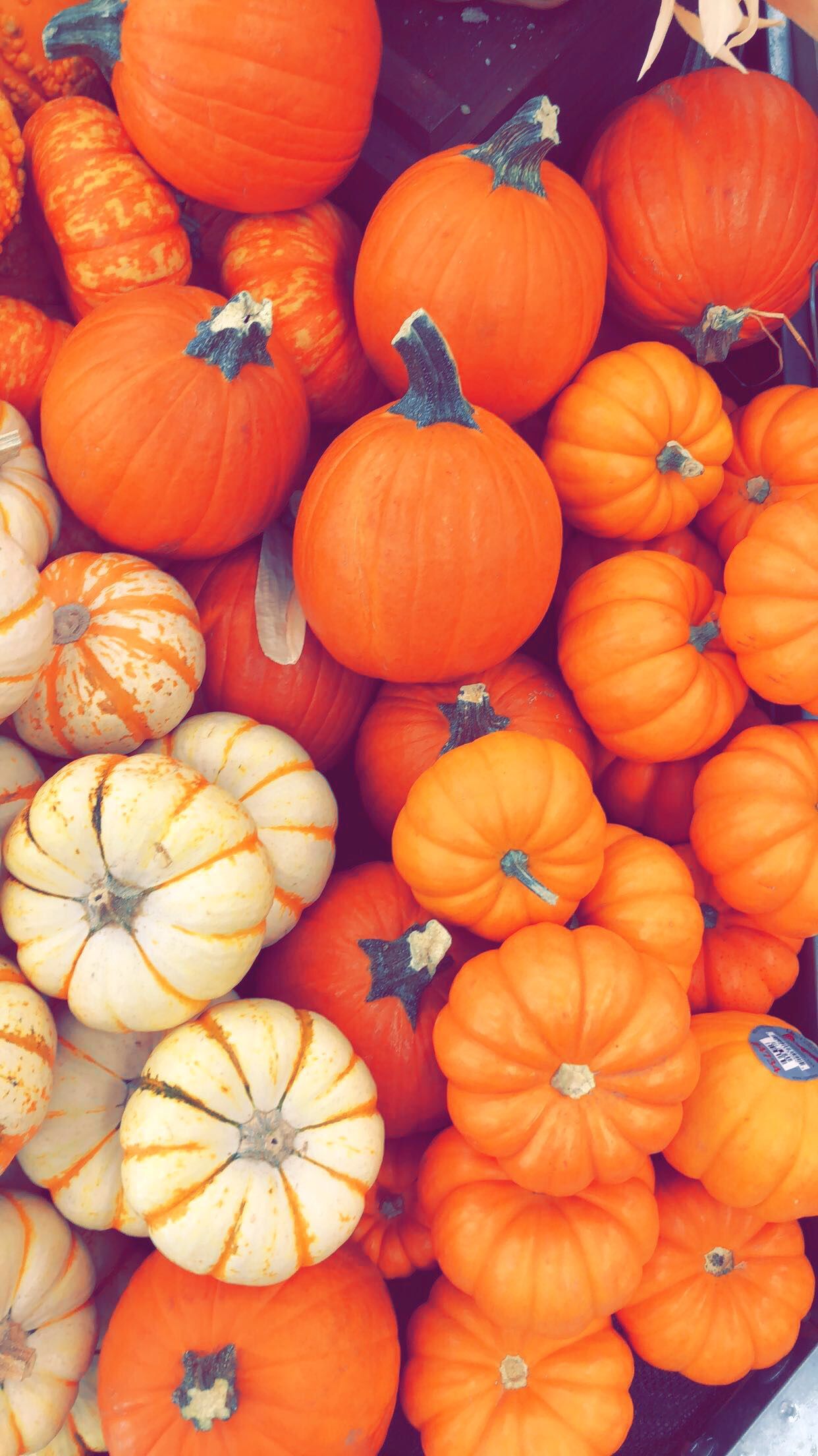 Aesthetic Pumpkin Wallpapers