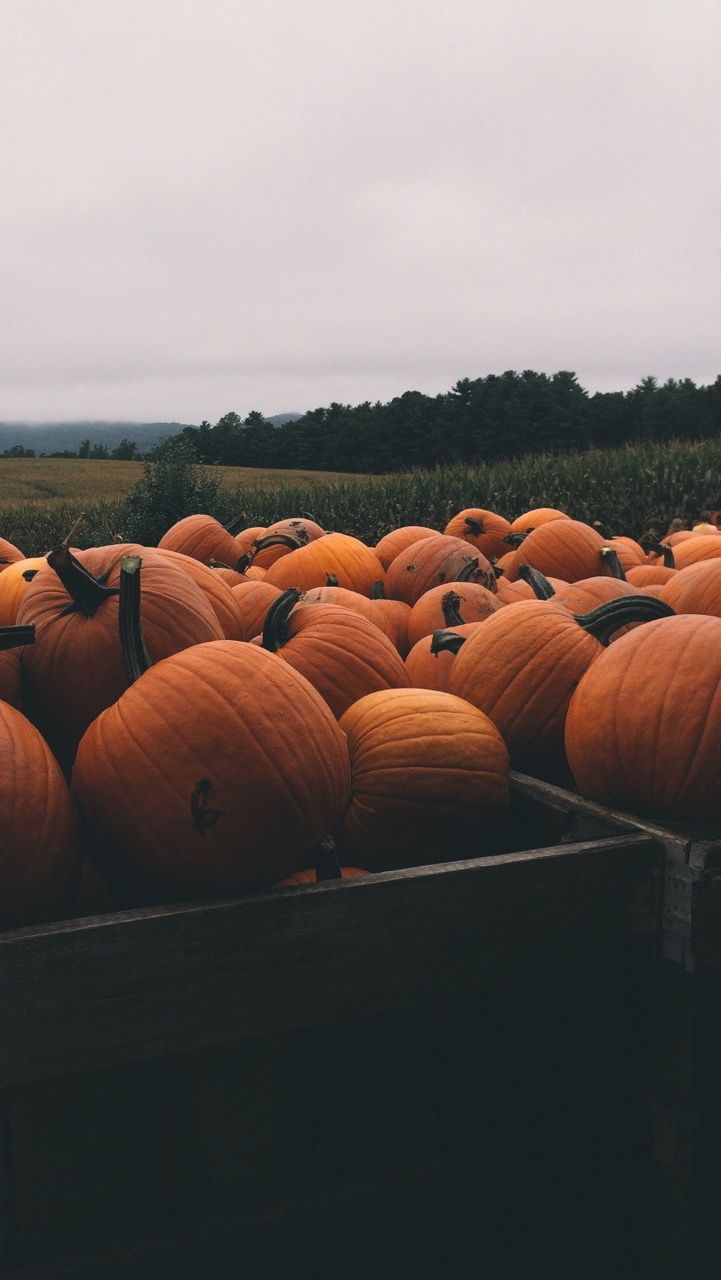 Aesthetic Pumpkin Wallpapers