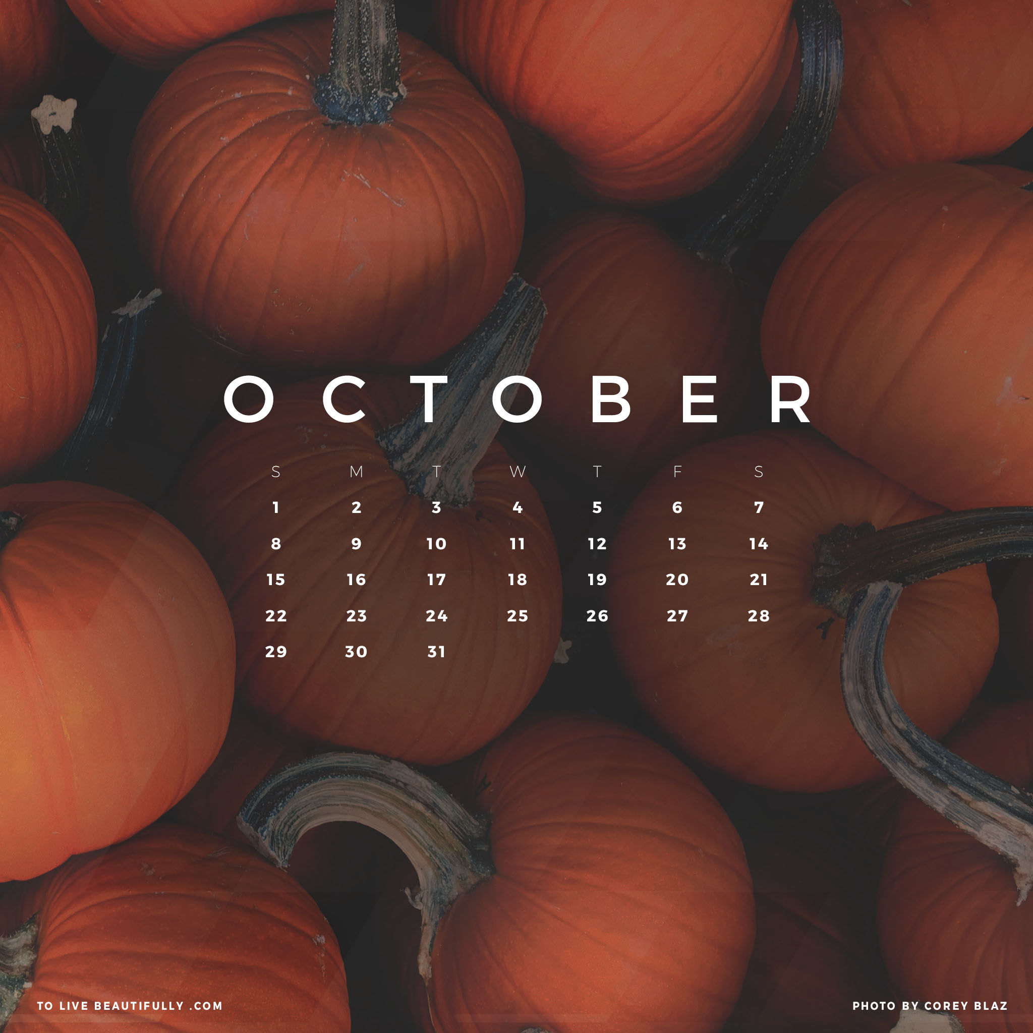 Aesthetic Pumpkin Wallpapers