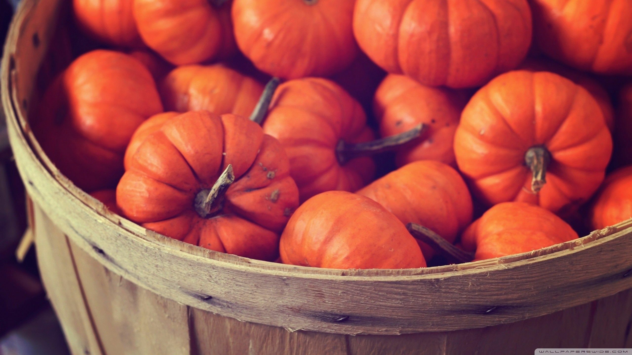 Aesthetic Pumpkin Wallpapers