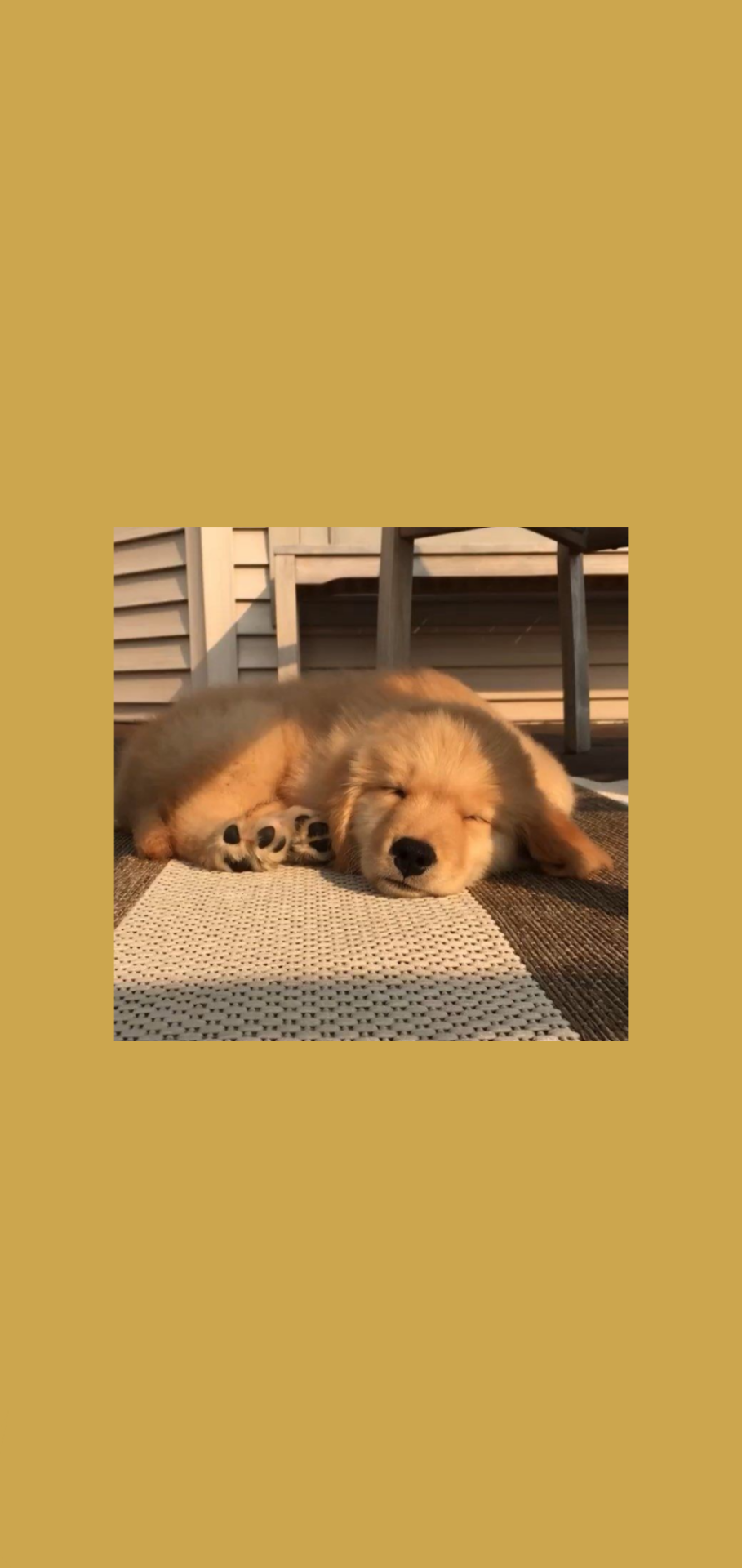 Aesthetic Puppy Wallpapers