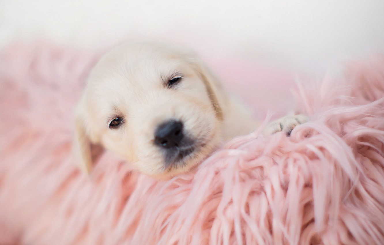 Aesthetic Puppy Wallpapers