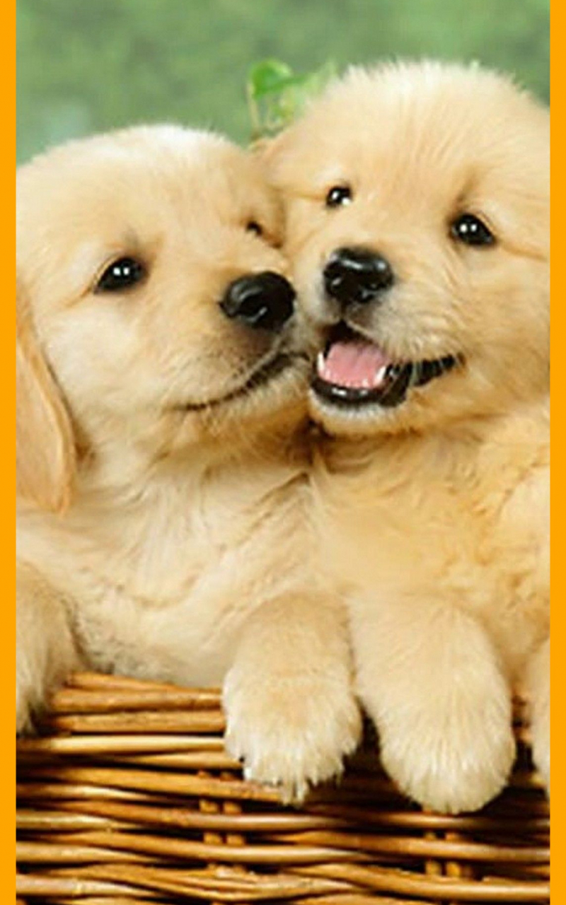 Aesthetic Puppy Wallpapers