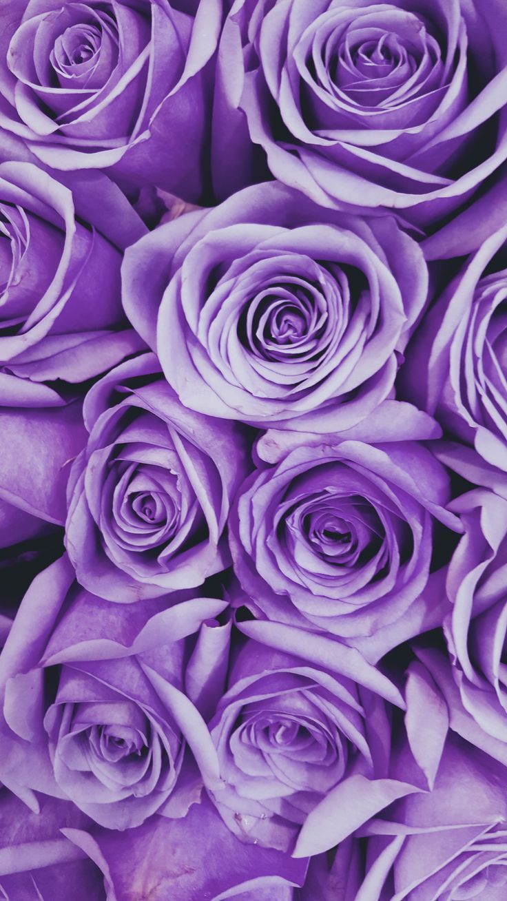 Aesthetic Purple Flower Wallpapers