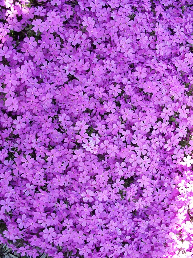 Aesthetic Purple Flower Wallpapers