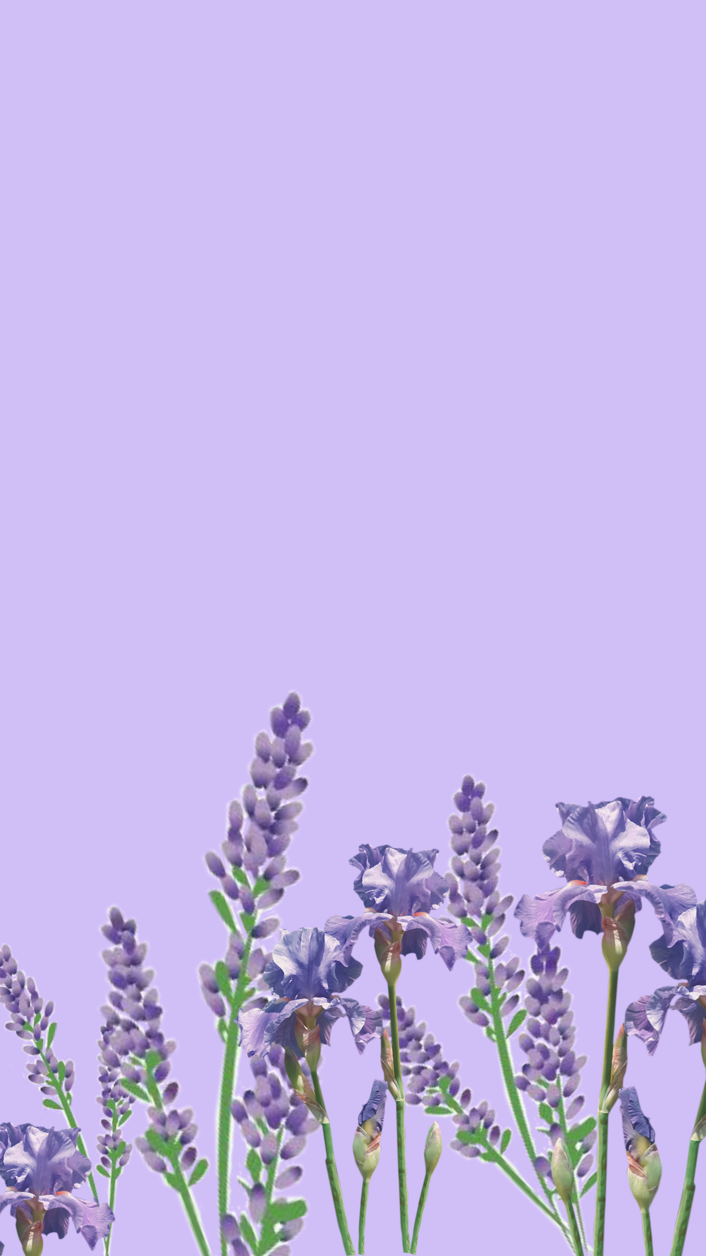 Aesthetic Purple Flower Wallpapers