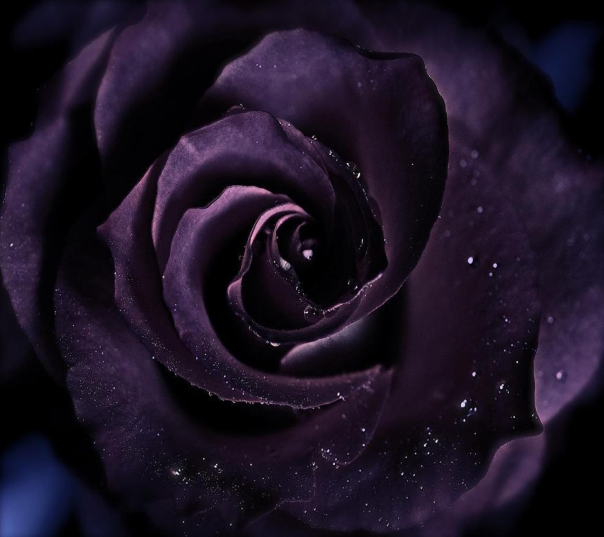 Aesthetic Purple Flower Wallpapers