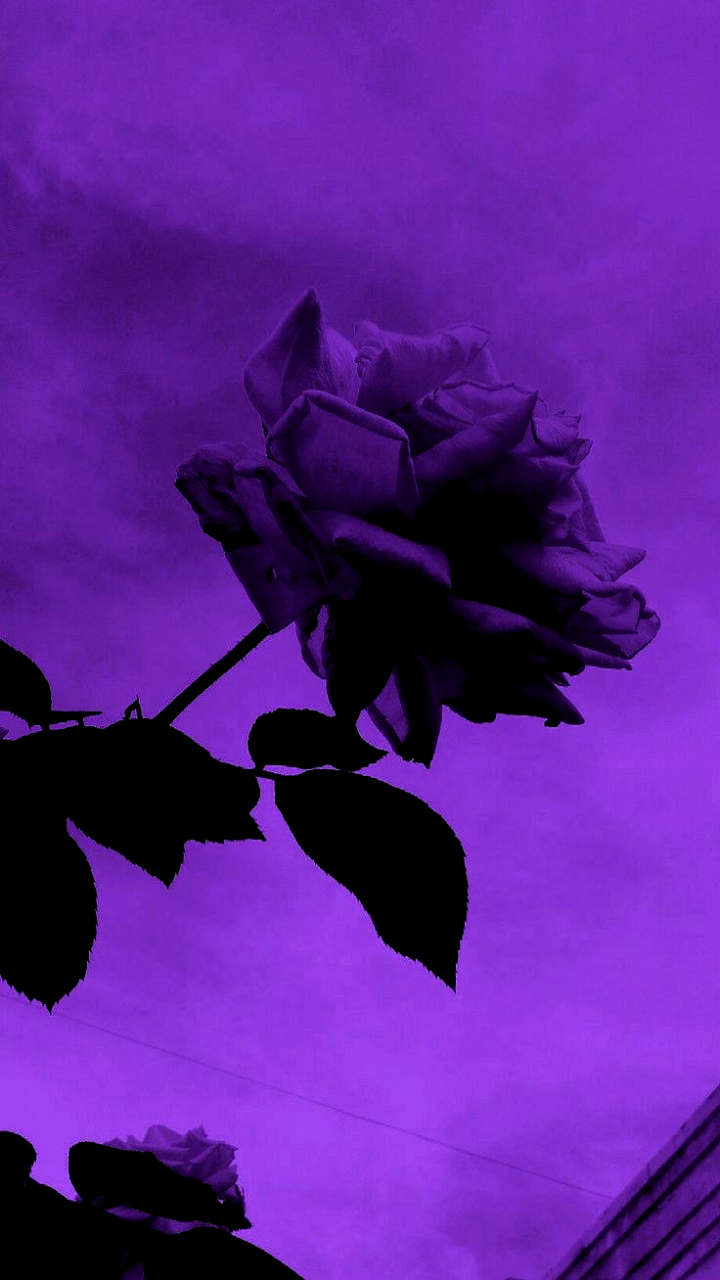 Aesthetic Purple Flower Wallpapers