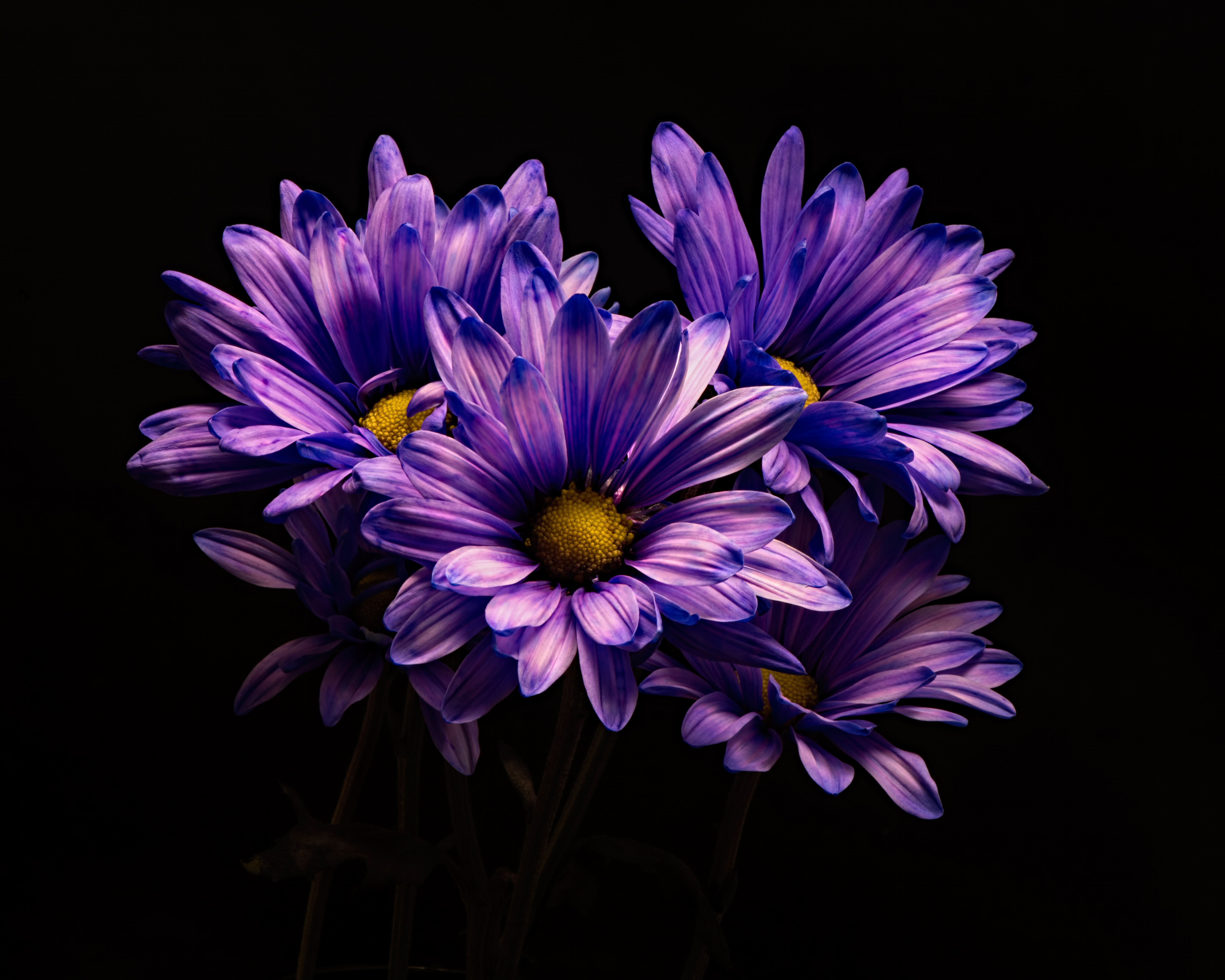 Aesthetic Purple Flower Wallpapers