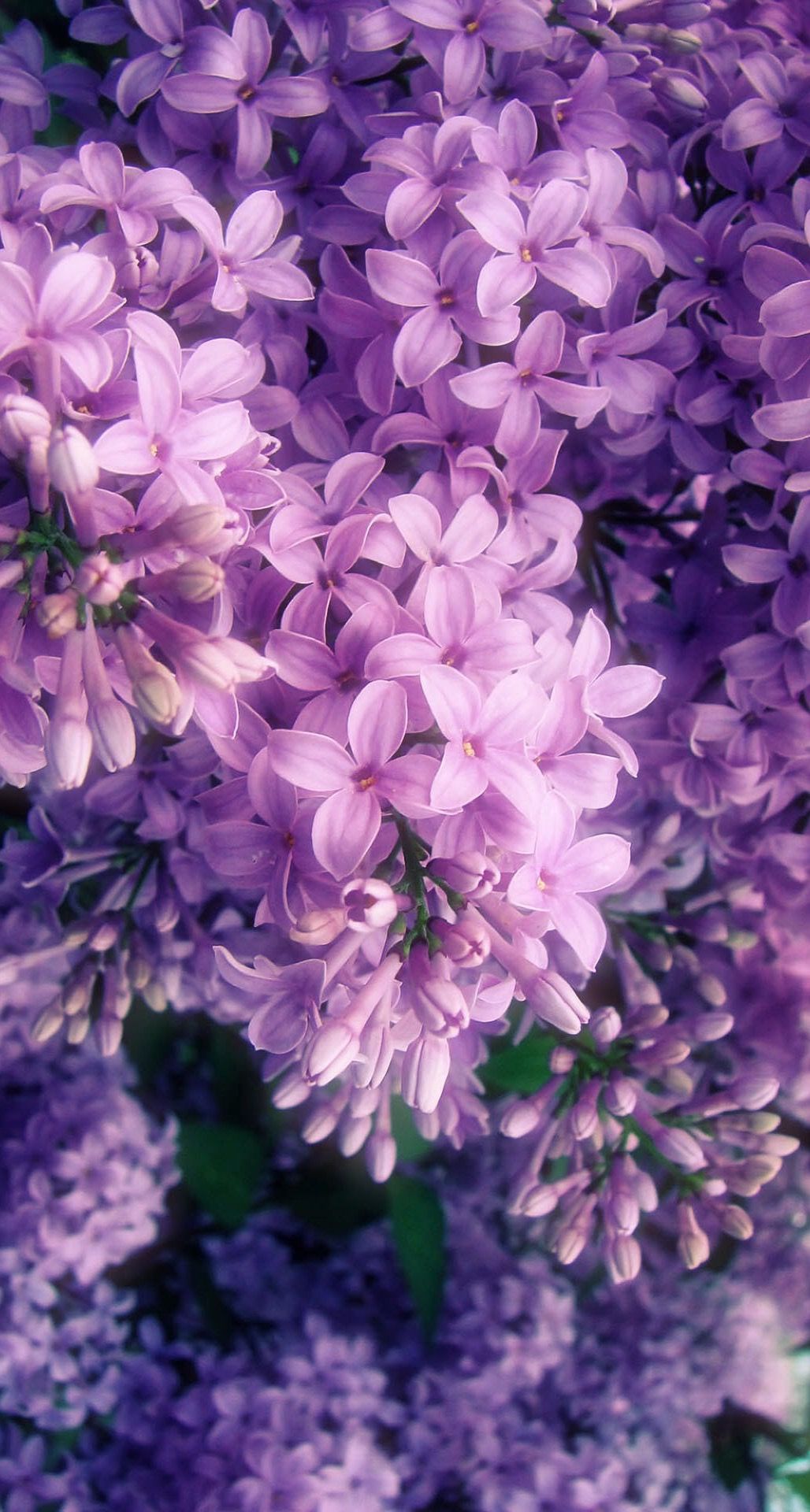 Aesthetic Purple Flower Wallpapers