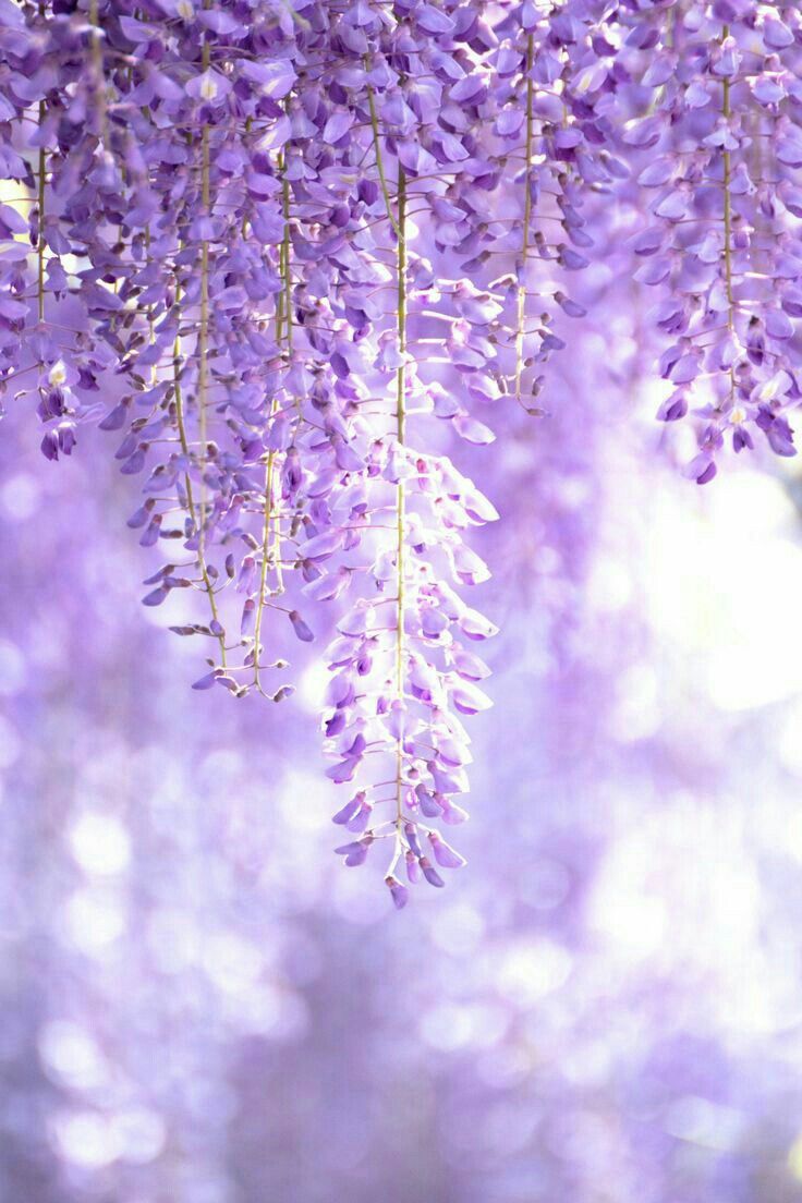 Aesthetic Purple Flower Wallpapers