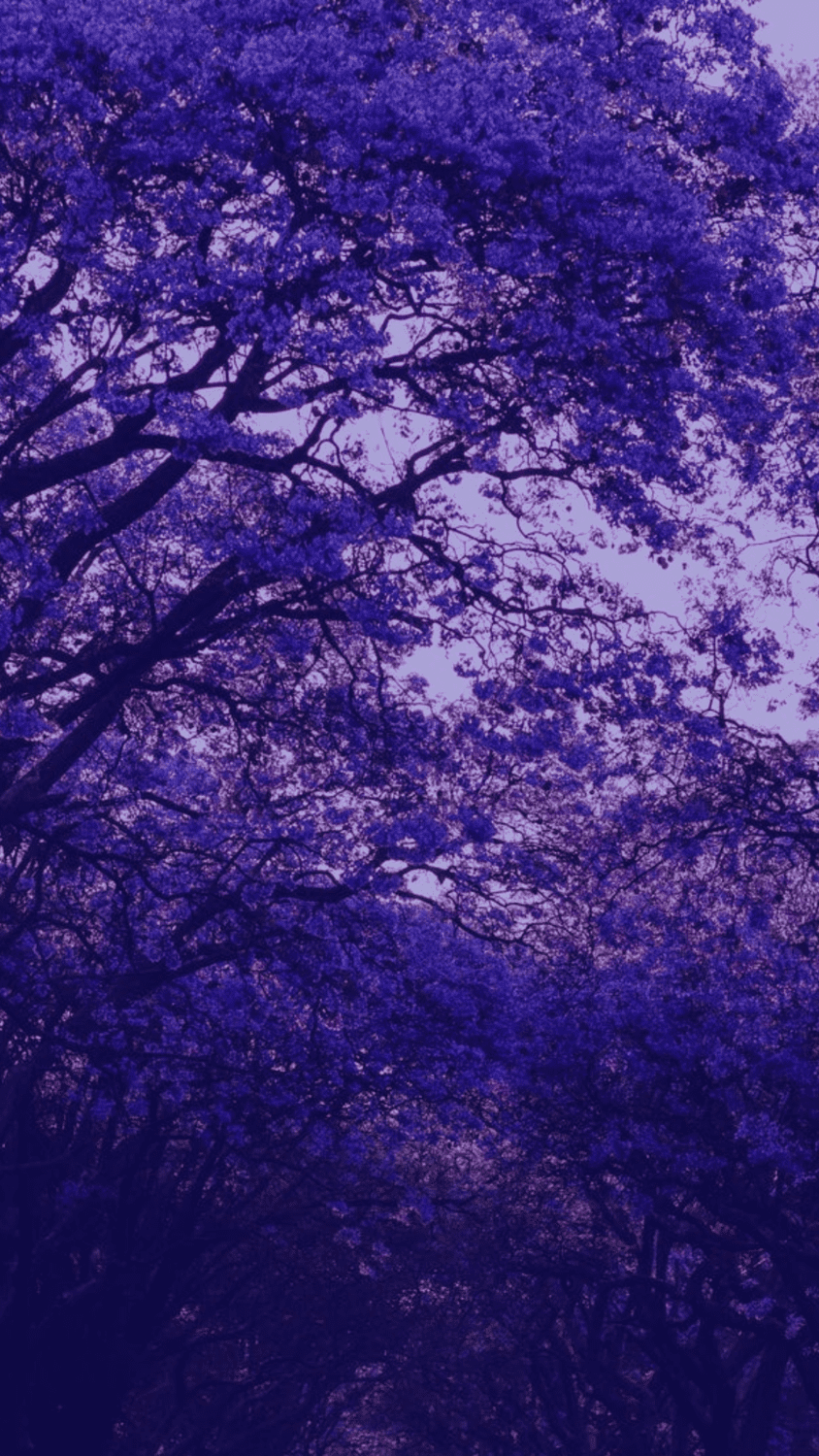 Aesthetic Purple Flower Wallpapers