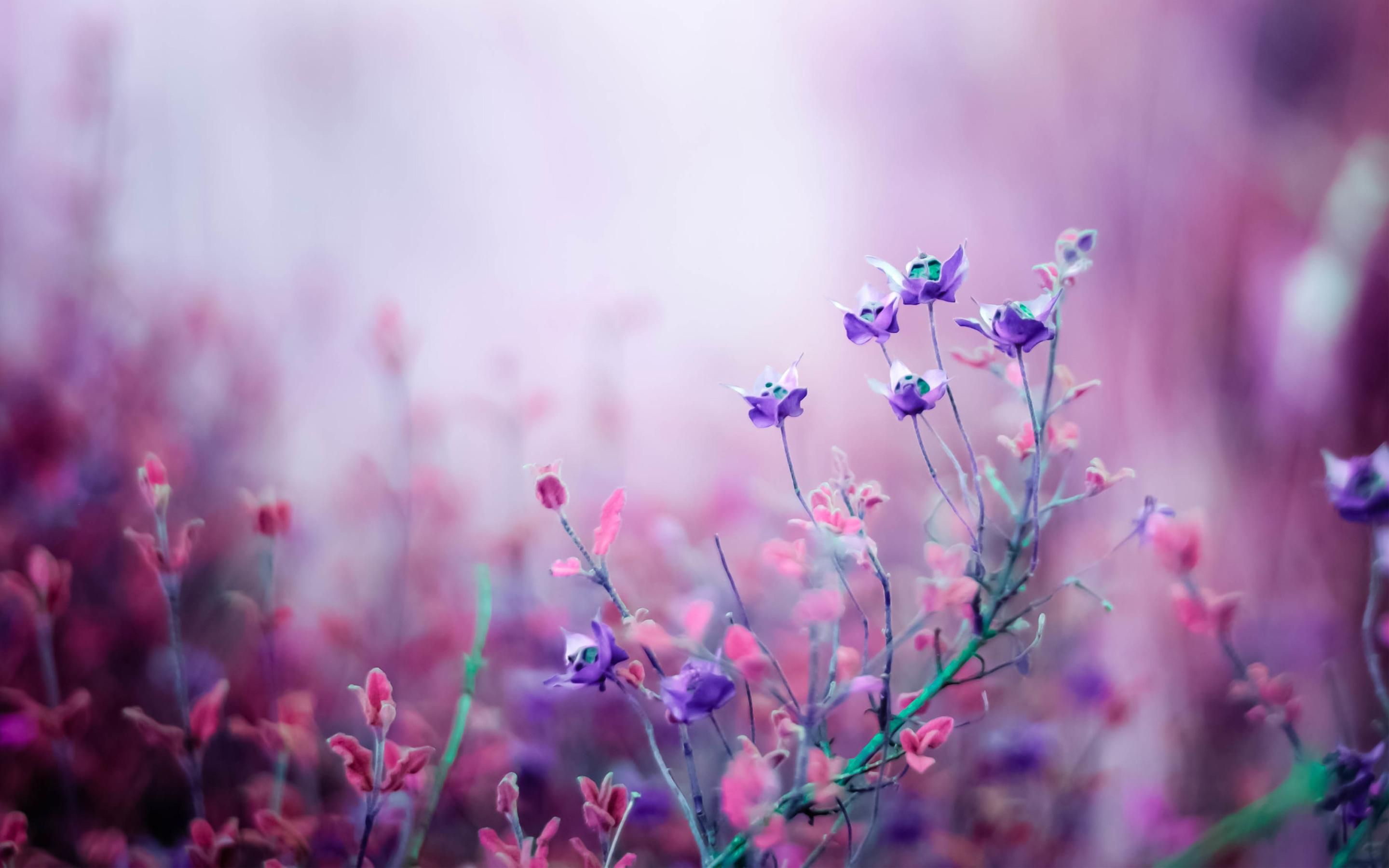 Aesthetic Purple Pink Desktop Wallpapers