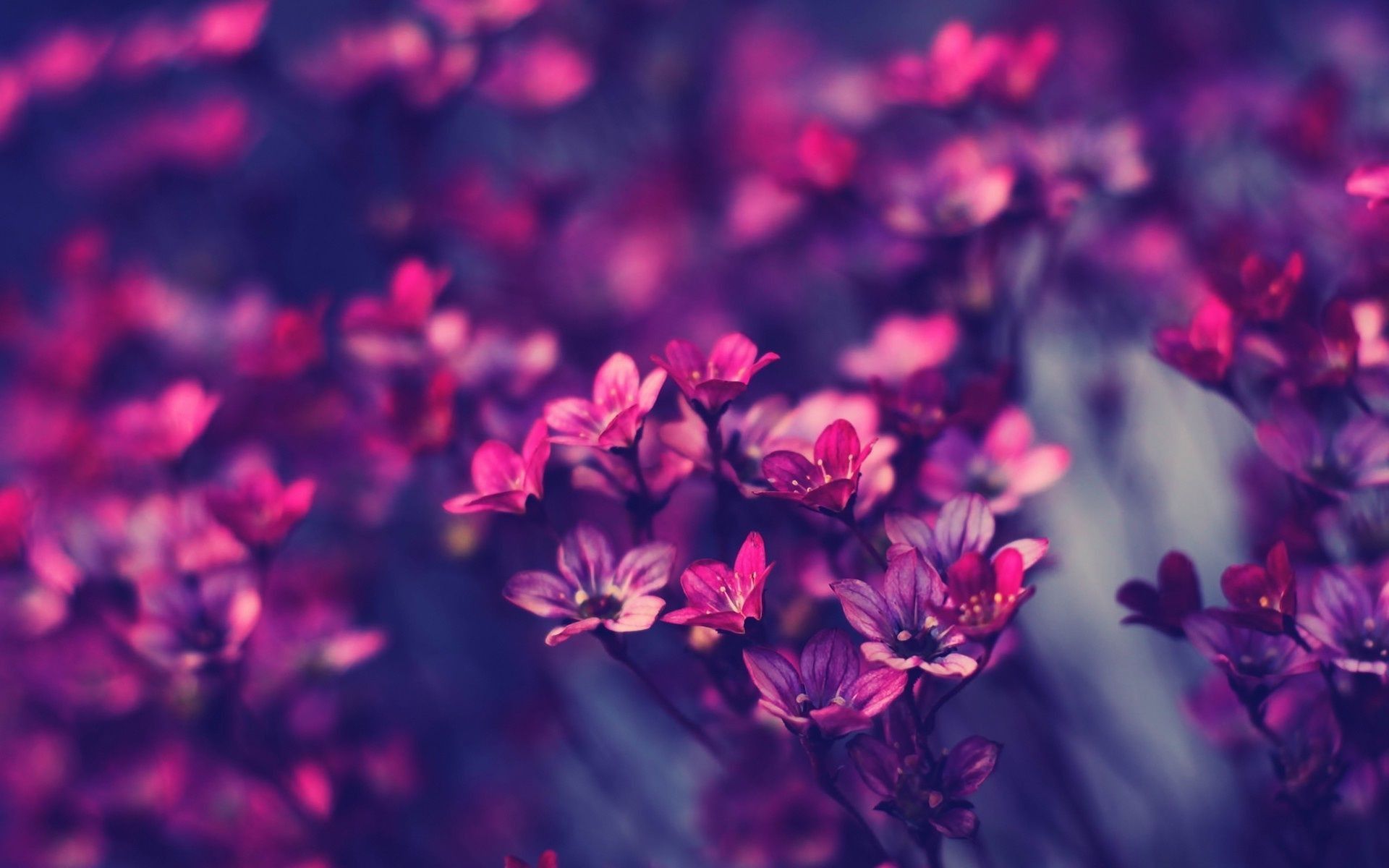 Aesthetic Purple Pink Desktop Wallpapers