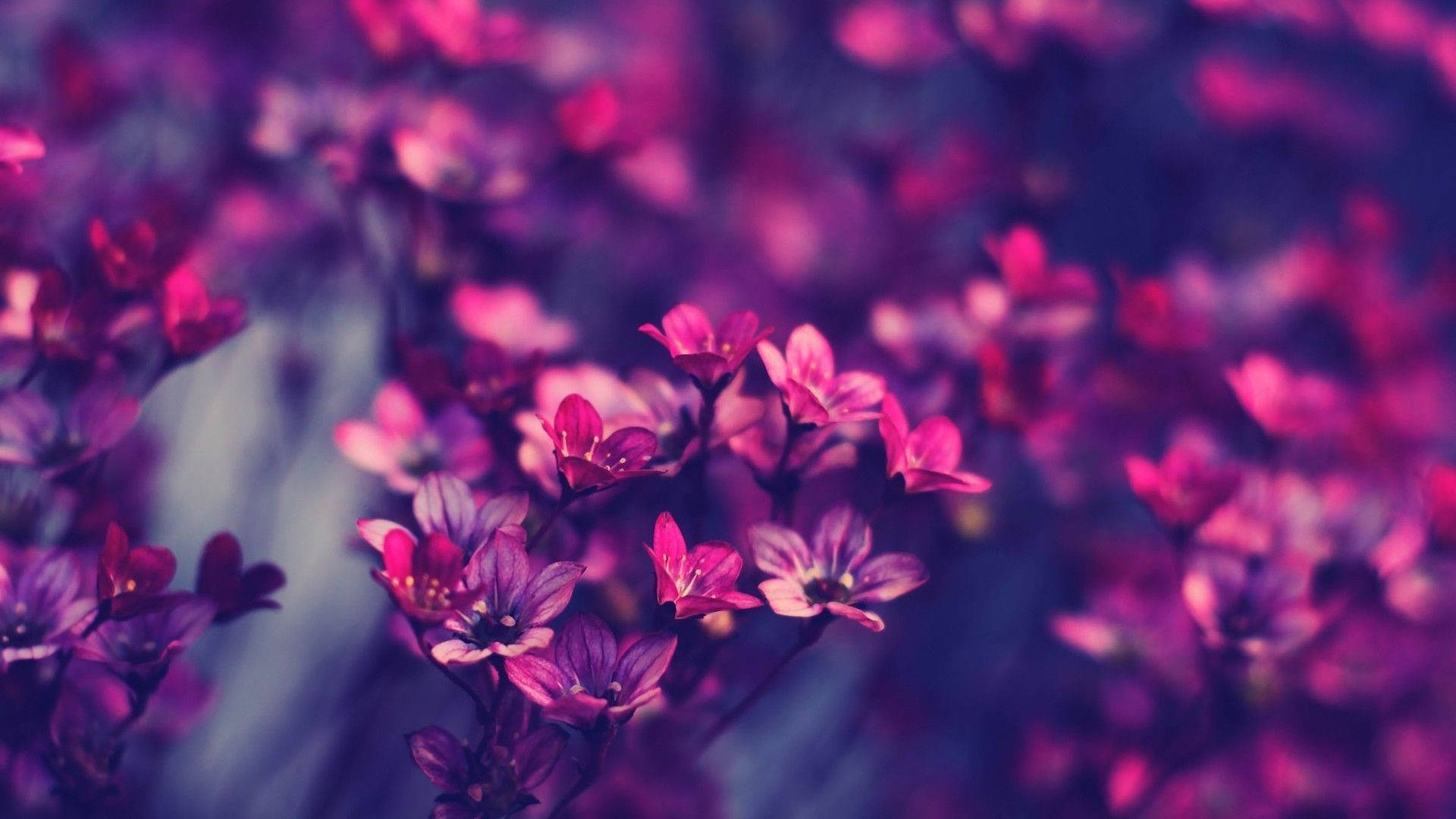 Aesthetic Purple Pink Desktop Wallpapers