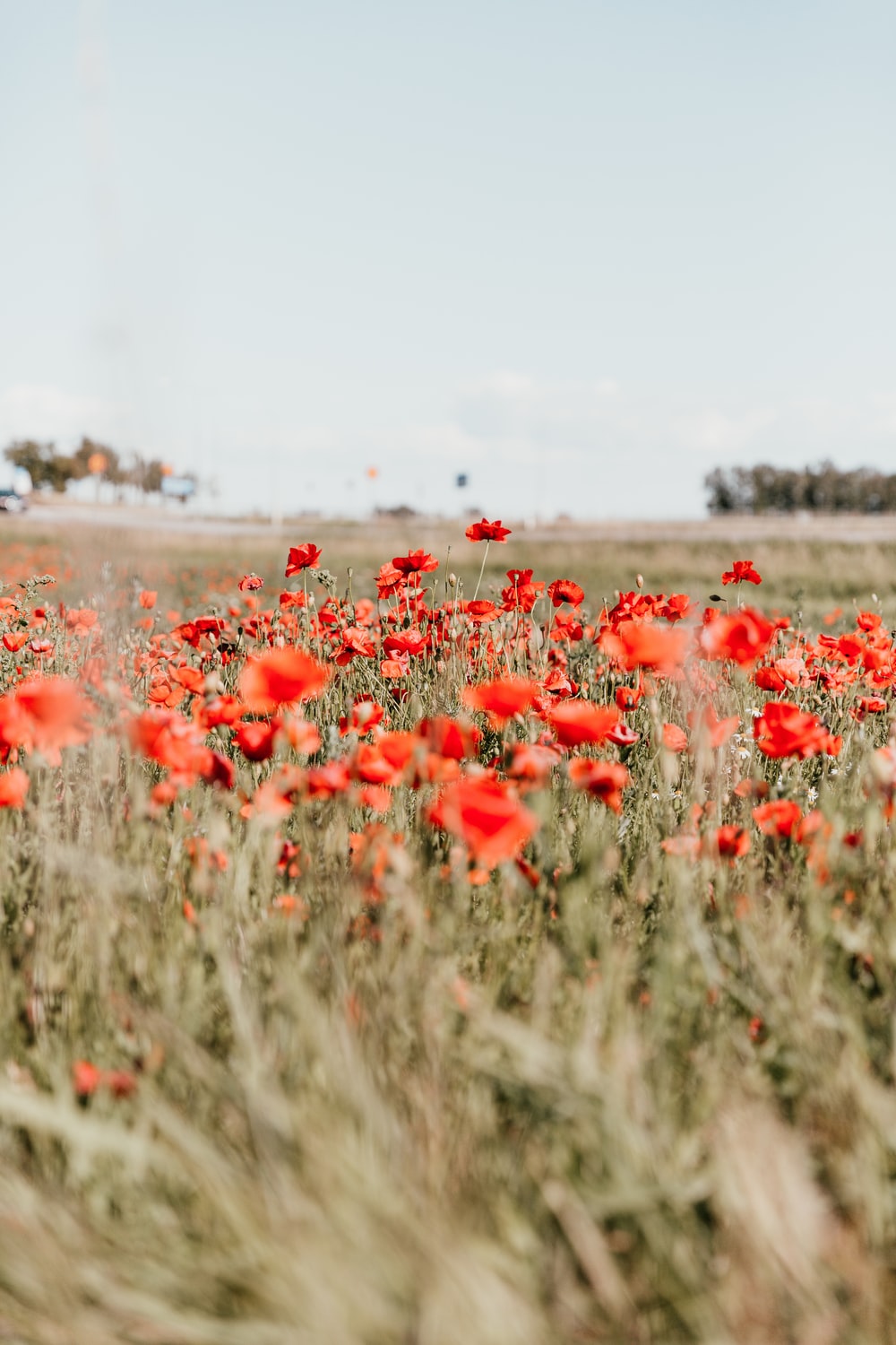 Aesthetic Red Flower Field Wallpapers