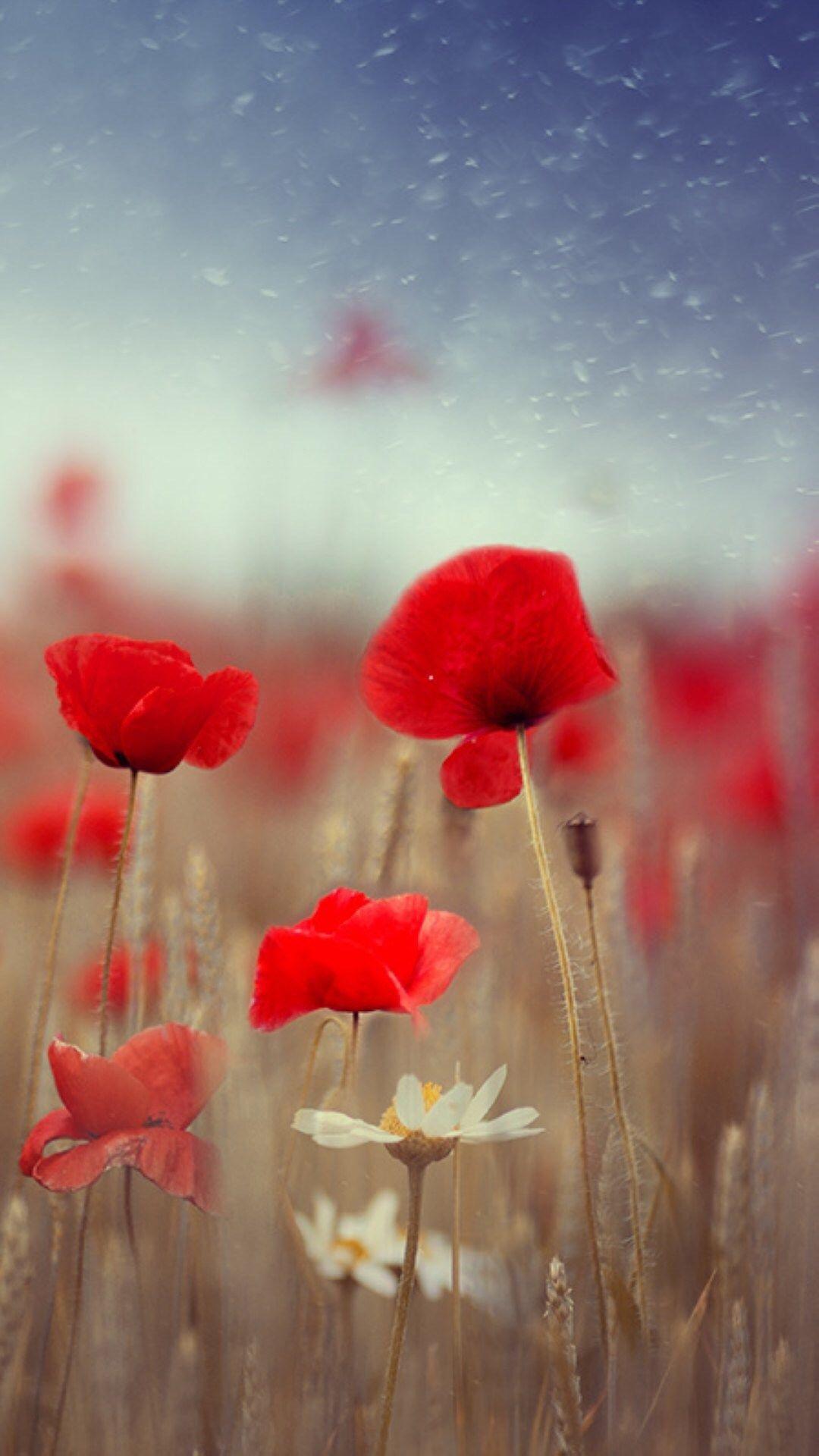 Aesthetic Red Flower Field Wallpapers