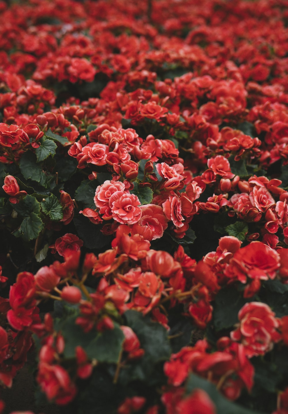 Aesthetic Red Flower Field Wallpapers