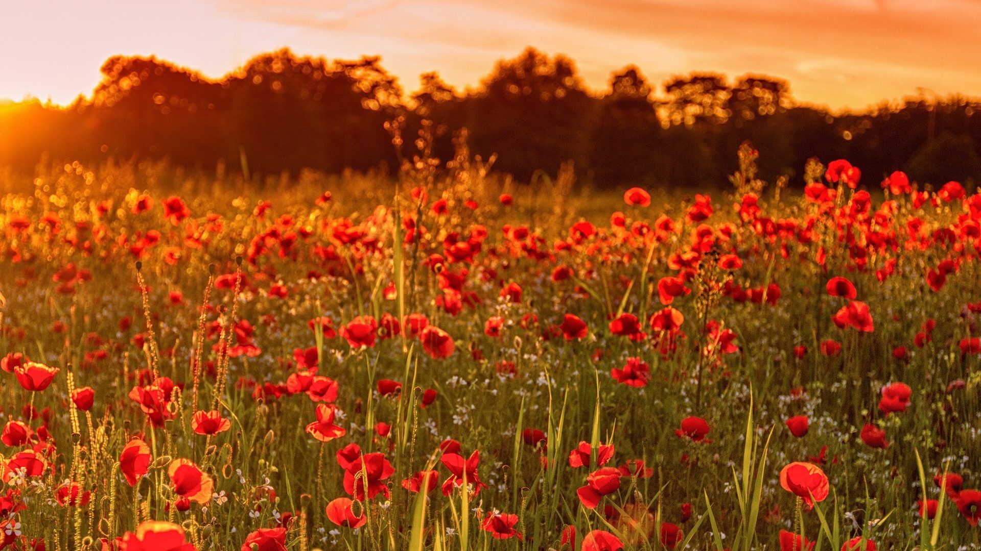 Aesthetic Red Flower Field Wallpapers