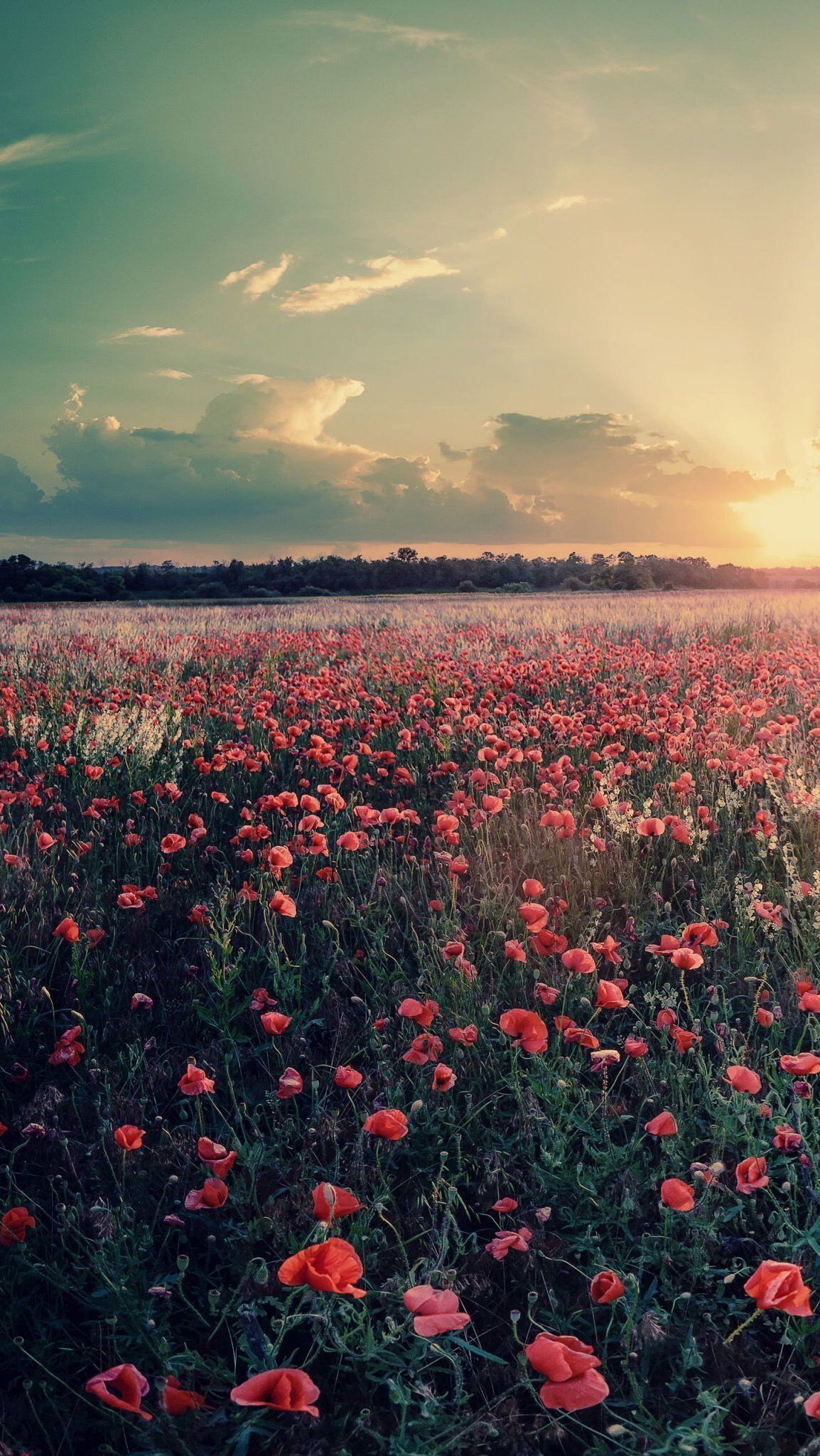 Aesthetic Red Flower Field Wallpapers