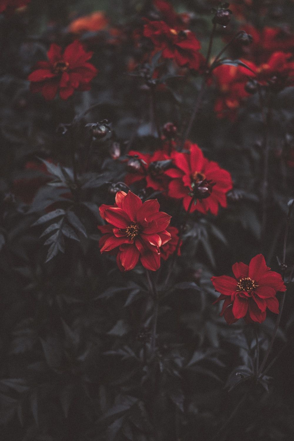 Aesthetic Red Flower Wallpapers